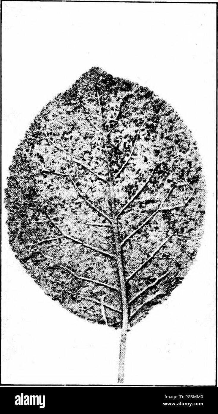 . Manual of fruit diseases . Fruit. 378 MANUAL OF FRUIT DISEASES Symptoms. The disease appears in midsummer but is most abundant in fall. Only the leaves are commonly affected; fruits or other parts of the plum rarely show rust-lesions. On the lower surfaces rust-pustules are found (Fig. 110); these are light-brown, small, round and somewhat powdery. They are scattered, or they may be so numerous as to practically cover the leaf (Fig. 110). The develop- ment of these pustules is preceded by the formation of yellowish spots. Later the pustules, or sori, to be observed on the leaves are dark-bro Stock Photo