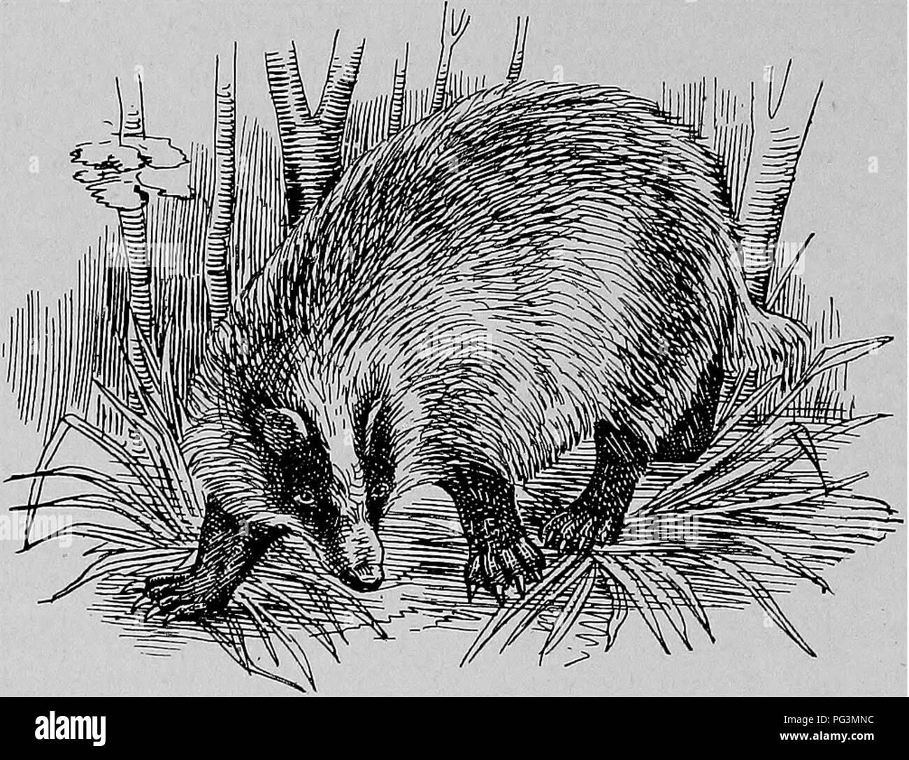 . The fur traders and fur bearing animals. Fur trade; Furbearing