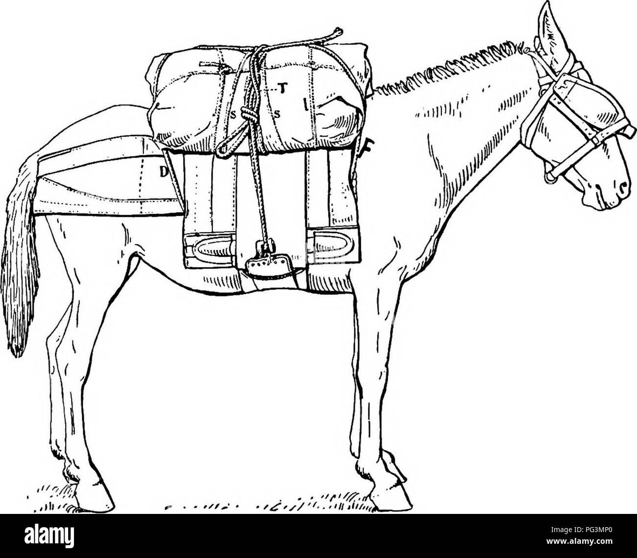 . Manual of pack transportation: Quartermaster Corps. Transportation, Military; Mules; Pack transportation. MANUAL OF PACK TEANSPOETATION. 89 the load; hence the name given this form of hitch. In its formation a single knot is made, and when undoing the hitch the end, or top rope, when freed, is pidled or drawn from between the standing and running ropes; this leaves the lash rope free of knot. In the formation of the &quot;diamond&quot; the rope has six designated names: On the &quot;near&quot; side we have the standing, running, and marking ropes, and the front, rear, and top ropes. On the & Stock Photo