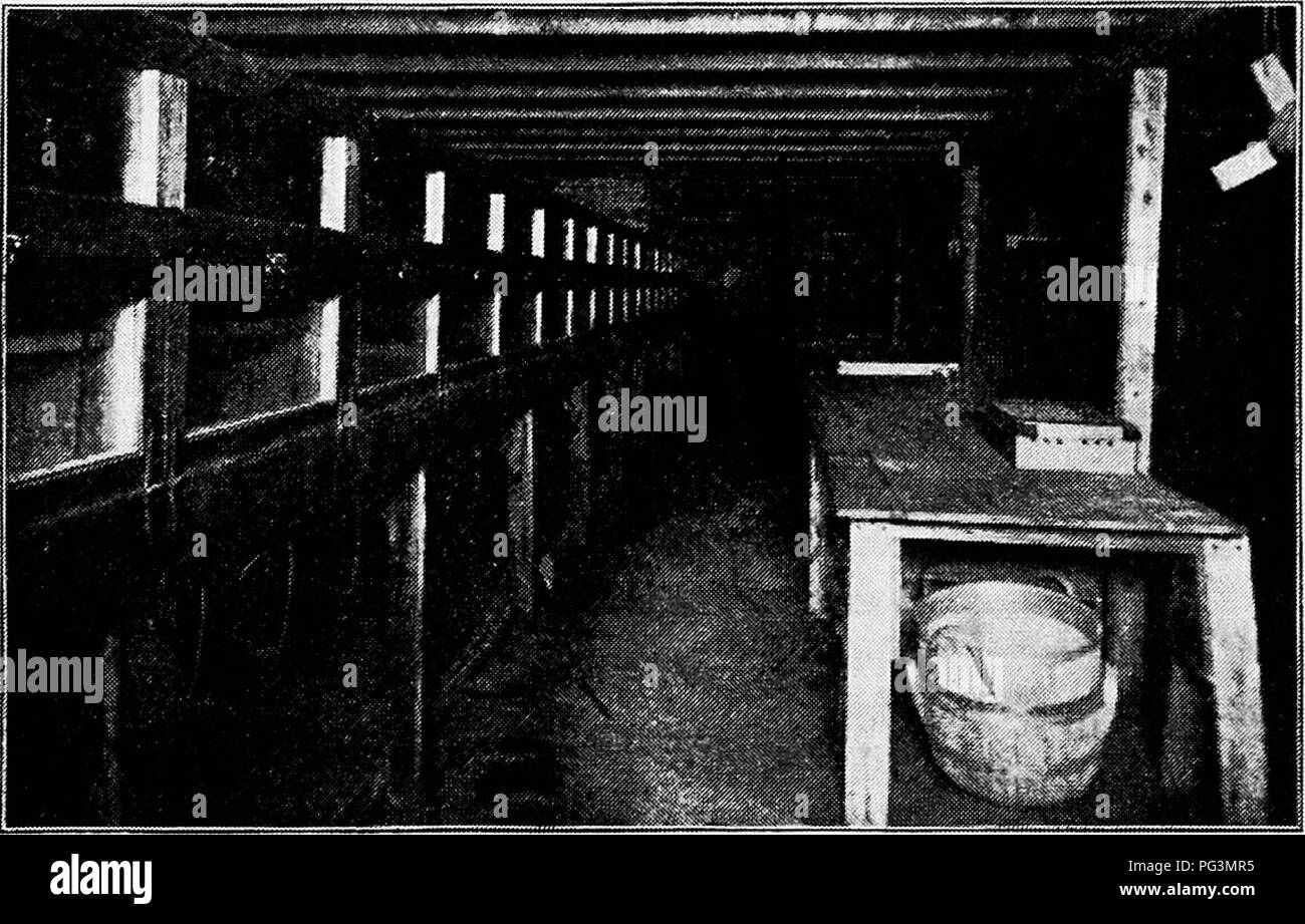 . Principles and practice of poultry culture . Poultry. INCUBATION 257 light conditions continue in the i?itervals betzveen the regular hours for attending the incubator. This will depend mostly upon the faithfulness and skill with which instructions have been fol- lowed, and upon the judgment used in modifying them to suit local conditions, but occasionally also upon weather changes. Thus, after filling lamps and trimming wicks, many operators return in the course of fifteen or twenty minutes to see that lamps are burning well. They also take a look at the incubators, noting the temper- ature Stock Photo
