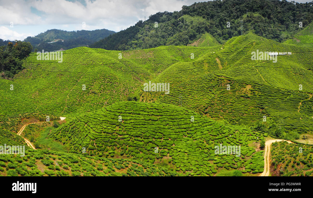 Boh tea plantation morning light hi-res stock photography and images ...
