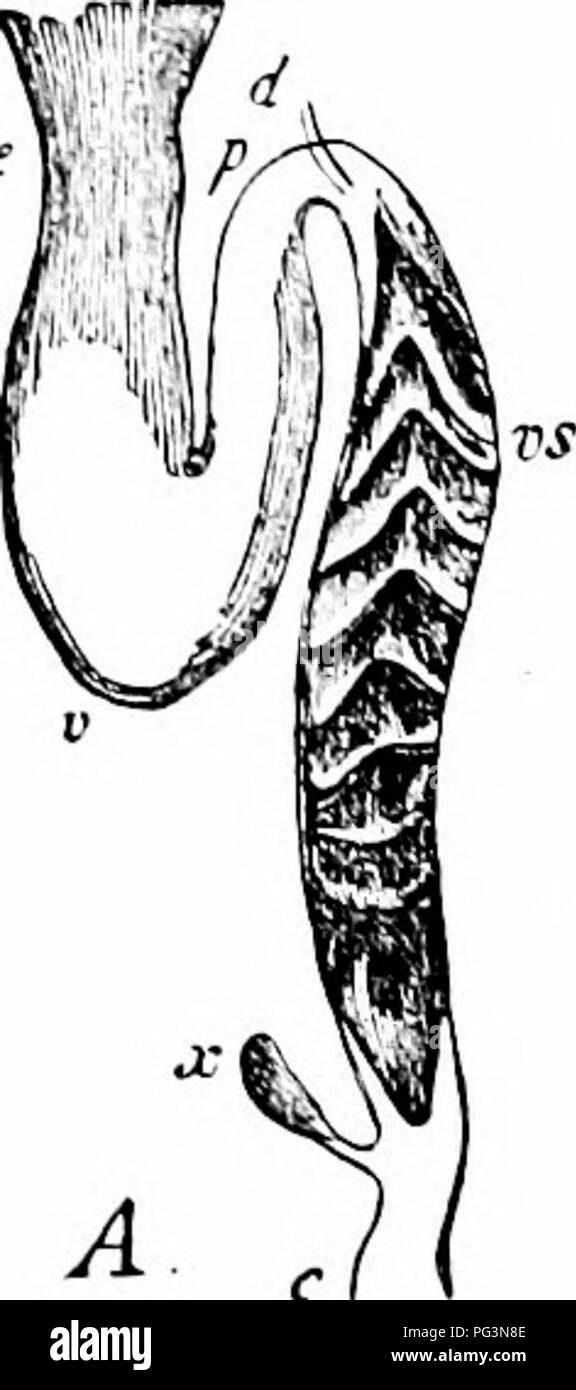 . A manual of zoology. Zoology. 500 CHORDATA. it divides into several