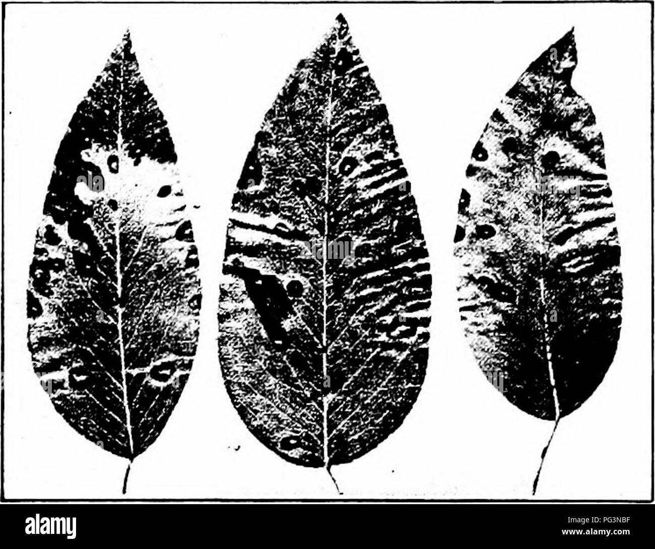 . Manual of fruit diseases . Fruit. 338 MANUAL OF FRUIT DISEASES was observed several years ago that the Bosc, Sheldon, Seckel, Anjou, Bartlett and others are injured more than the Flemish, Clairgeau and Duchess. The Kieffer, Lawrence and Mount Vernon are relatively resistant to leaf-spot. In the nursery, budded pear-stock, after the first year, may show occasional lesions, but budded stock of two or more years is often badly injured late in the simamer. Symptovis. Only the leaves are affected. The mature spots are recog- nized by their well-defined angular margins and their grayish white cent Stock Photo