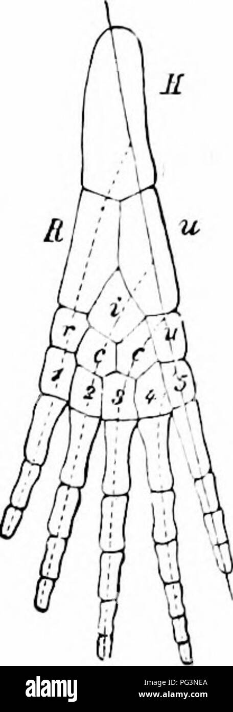 . A manual of zoology. Zoology. IV. VERTEBRATA 465. terminal portions of the principal row produce the bones of the fifth, the ac- cessory rows those of the other fingers or digits. Then there is an unequal growth of parts; the metapterygium, already in Elasmobranchs a consid- erable element, increases in size and forms in the fore limb the humerus, in the hind limb the femur. In like manner the second clement of the principal row and the first of the first accessory row increase and form respectively ulna and radius in front, fibula and tibia behind. Then follow parts which remain small and s Stock Photo