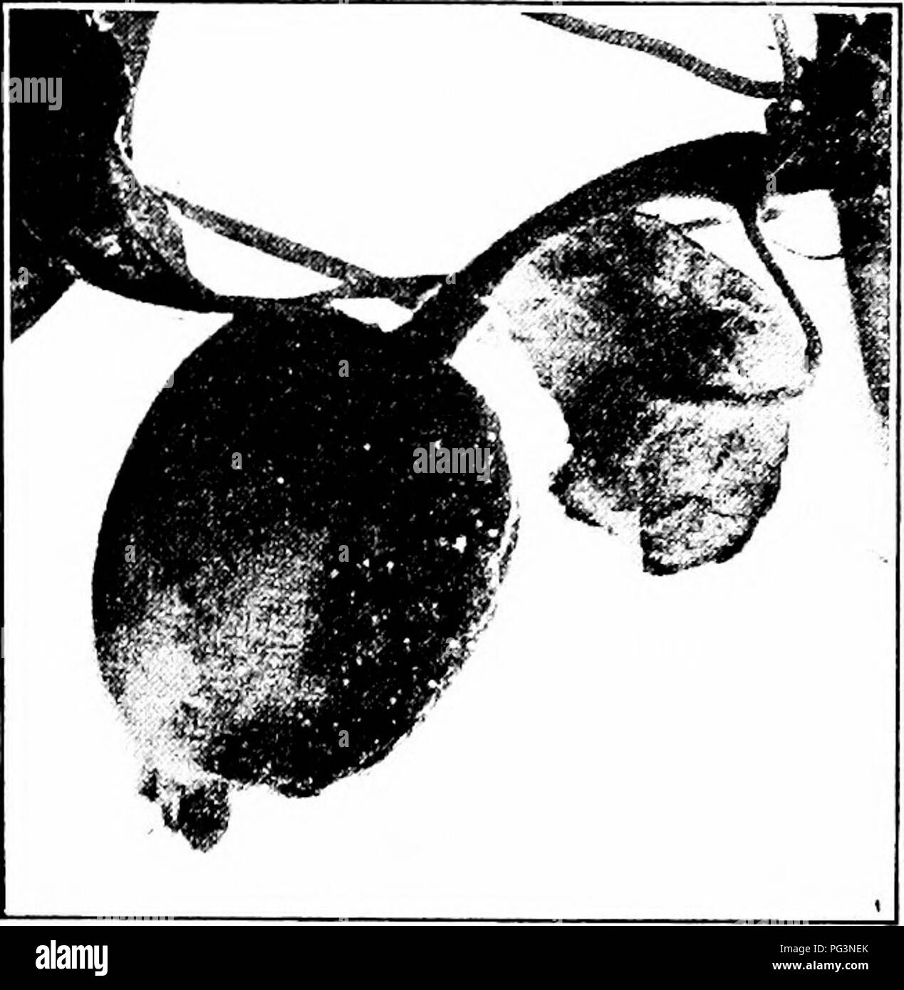 . Manual of fruit diseases . Fruit. PEAR DISEASES 329. Fig. 90. — Fire-blight on apple fruit; drops of bacterial ooze on tlie surface. Suckers which arise from the crown, at or below the surface of the soil, are often bhghted, allow- ing the bacteria entrance into the bark of the roots. Trees may die from such a form of attack. Grafts are especially disposed to blight during the first year or so on account of their rapid and succu- lent growth. Wounds in the larger limbs or the body of the tree may serve as centers of cankers. Here the bacteria are carried by the bark-boring beetle and deposit Stock Photo