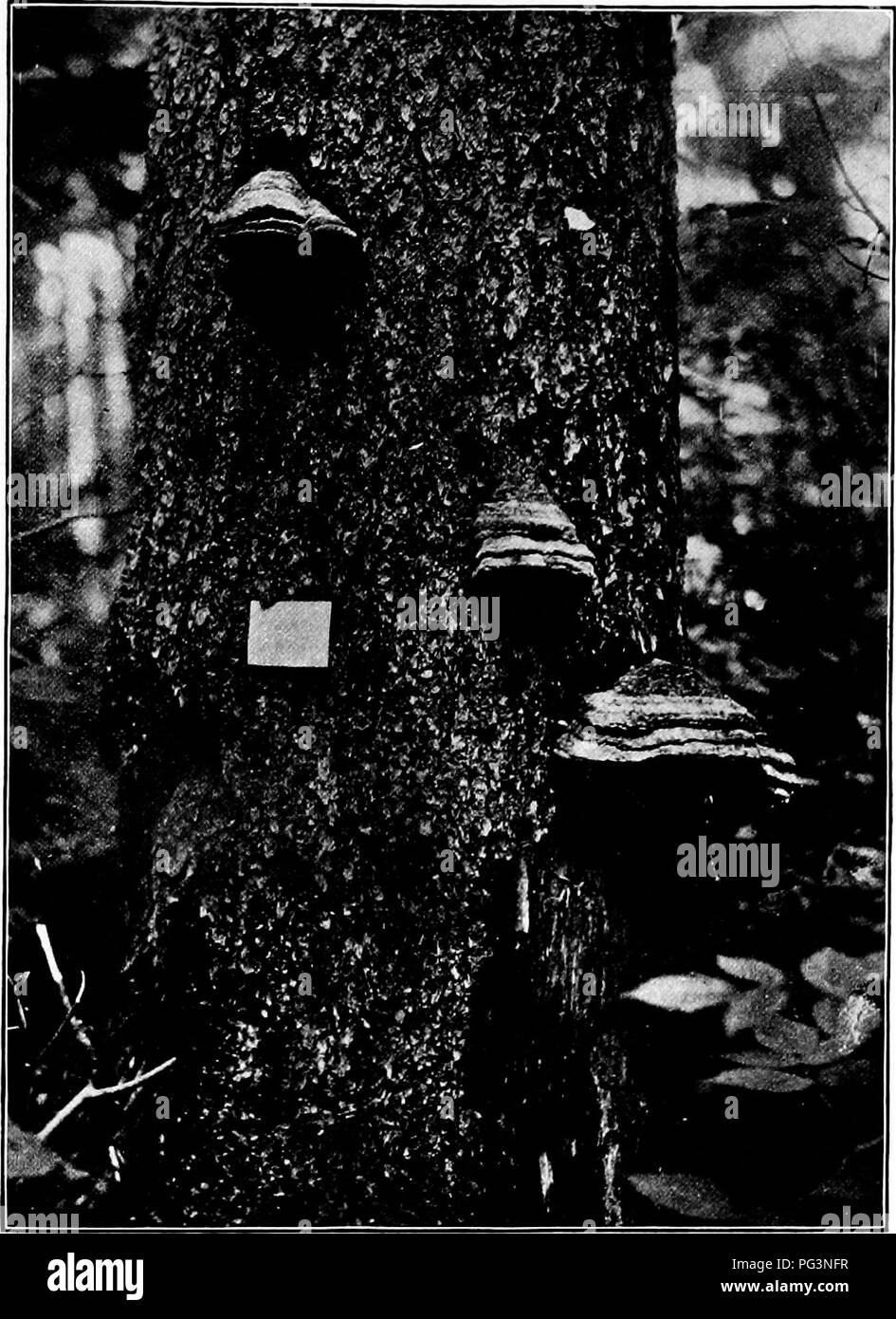 . Fungous diseases of plants : with chapters on physiology, culture methods and technique . Fungi in agriculture. AUTOBASIDIOMYCETES 465. Fig. 231. Fomes Pinicola on Dead Hemlock. (Photograph by Geo. F. Atkinson) also a conspicuous form. Under the conditions now necessarily confronting those interested in forestry, there is no practical method of control. In the woodlot these fungi will prove far less serious. Fomes igniarius (L.) Gillett. This species, commonly known as the false tinder fungus, occurs upon a great variety of deciduous. Please note that these images are extracted from scanned  Stock Photo