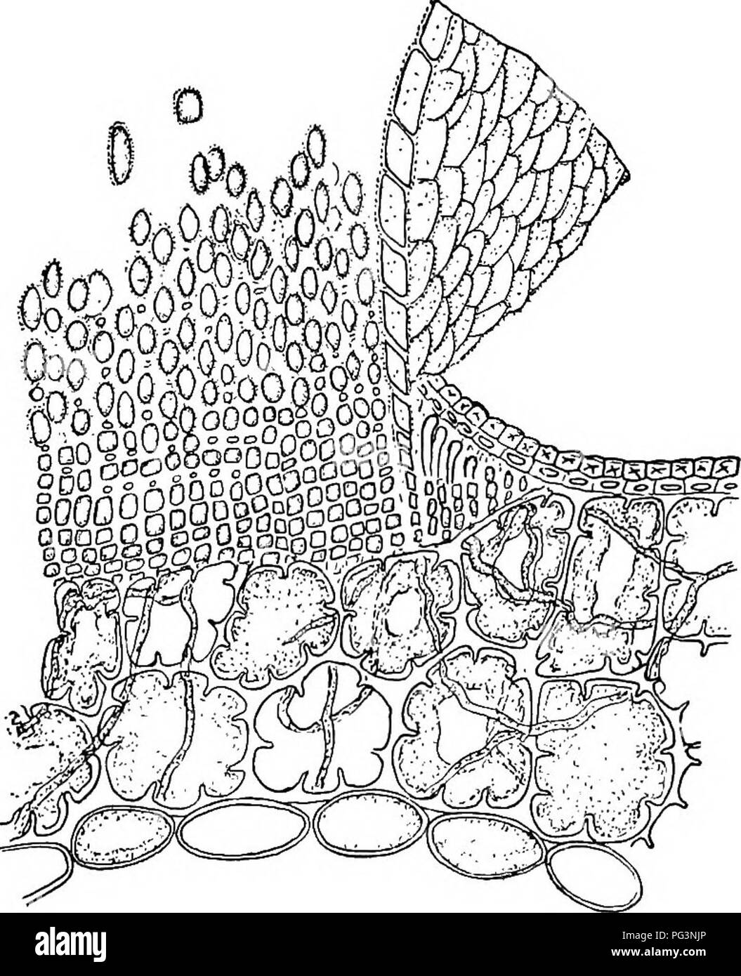 . Fungous diseases of plants : with chapters on physiology, culture methods and technique . Fungi in agriculture. 436 FUNGOUS DISEASES OF PLANTS fo§doR88DQ. The genus Coleosporium is to be considered entirely heterce- cious, and whenever secidial stages are known in the life cycle, they occur on species of Pinus, and are referable to the form genus Peridermium. The aecidial stage of the species here discussed has recently been found through inoculation experiments to be a form known as Peridermium acicohnu occurring on leaves of Pinus rigida in several of the northeastern states. The Euro- pea Stock Photo