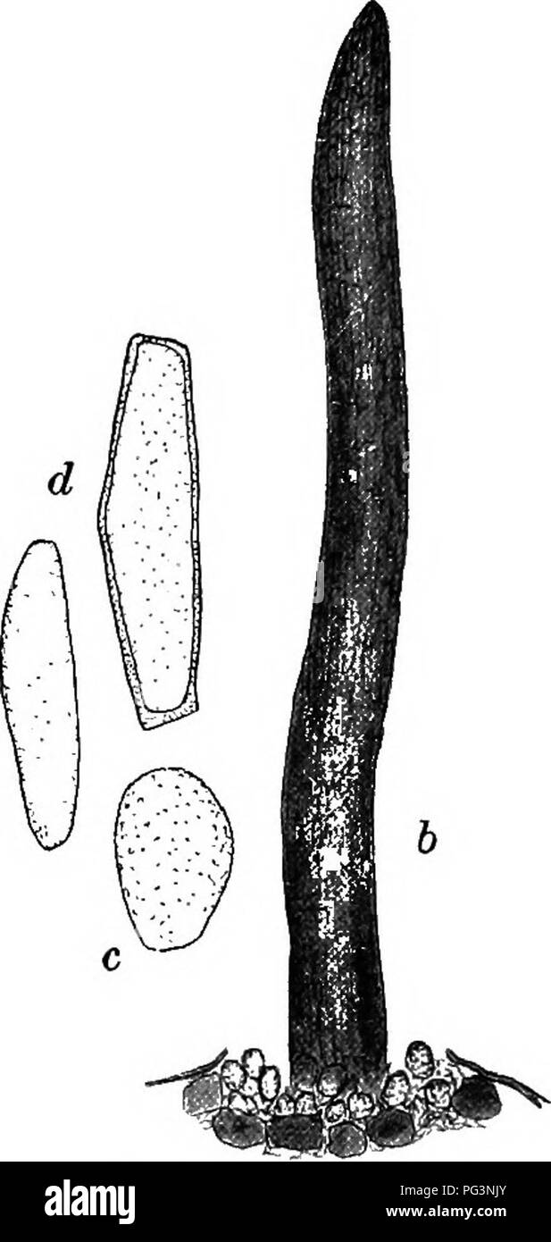. Fungous diseases of plants : with chapters on physiology, culture methods and technique . Fungi in agriculture. Fig. 211. Cronartium Ribicola a, sori on currant leaf; b, sorus and teleutosporic column; c and d: uredospores and teleutospores 1 During June, 1909, the aecidial stage of this fungus was found in a nursery of three-year-old white pine seedlings imported from Germany. Many seedlings of this importation have been distributed to several northeastern states and to Canada. A determined effort is being made to inspect all plantings, to destroy the diseased stock, and also to prevent fur Stock Photo
