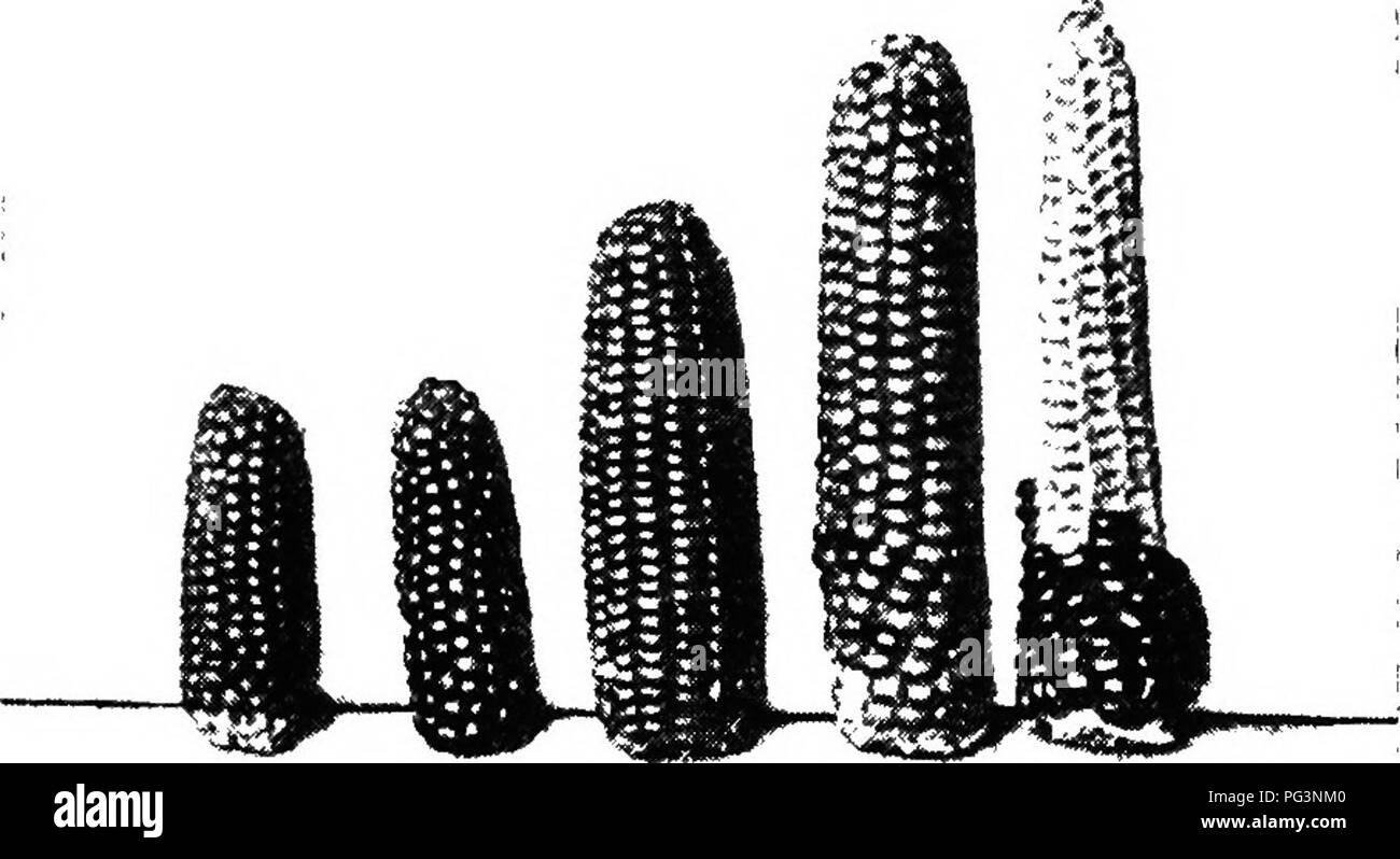 Conservative Characters Botany Example . Botany for agricultural students . Botany. INVESTIGATIONS SINCE ...