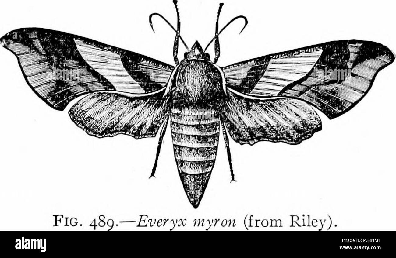 . A manual of zoology. Zoology. V. DIPLOPODA 433 three, prolegs, known as measuring worms from their gait. Species numerous. Canker worms {Pateacrita vernala,''' Alosophila pomelaria/'- females winglessj. Sub Order III. NOCTUINA. Owlet moths; with short bodies; fore wings usually gray and ornamented by two spots and zigzag lines which at rest cover the frequently (as in Catocala''') brightly colored hind wings; 1800 species in U. S. Hypena humuli* hop worm; Aletia argillacea* cotton worm; Lcncatiia unipunctala* army worm; cut worms. Sub Order IV. BOMBYCINA, silk worms. Body large, woolly, usua Stock Photo