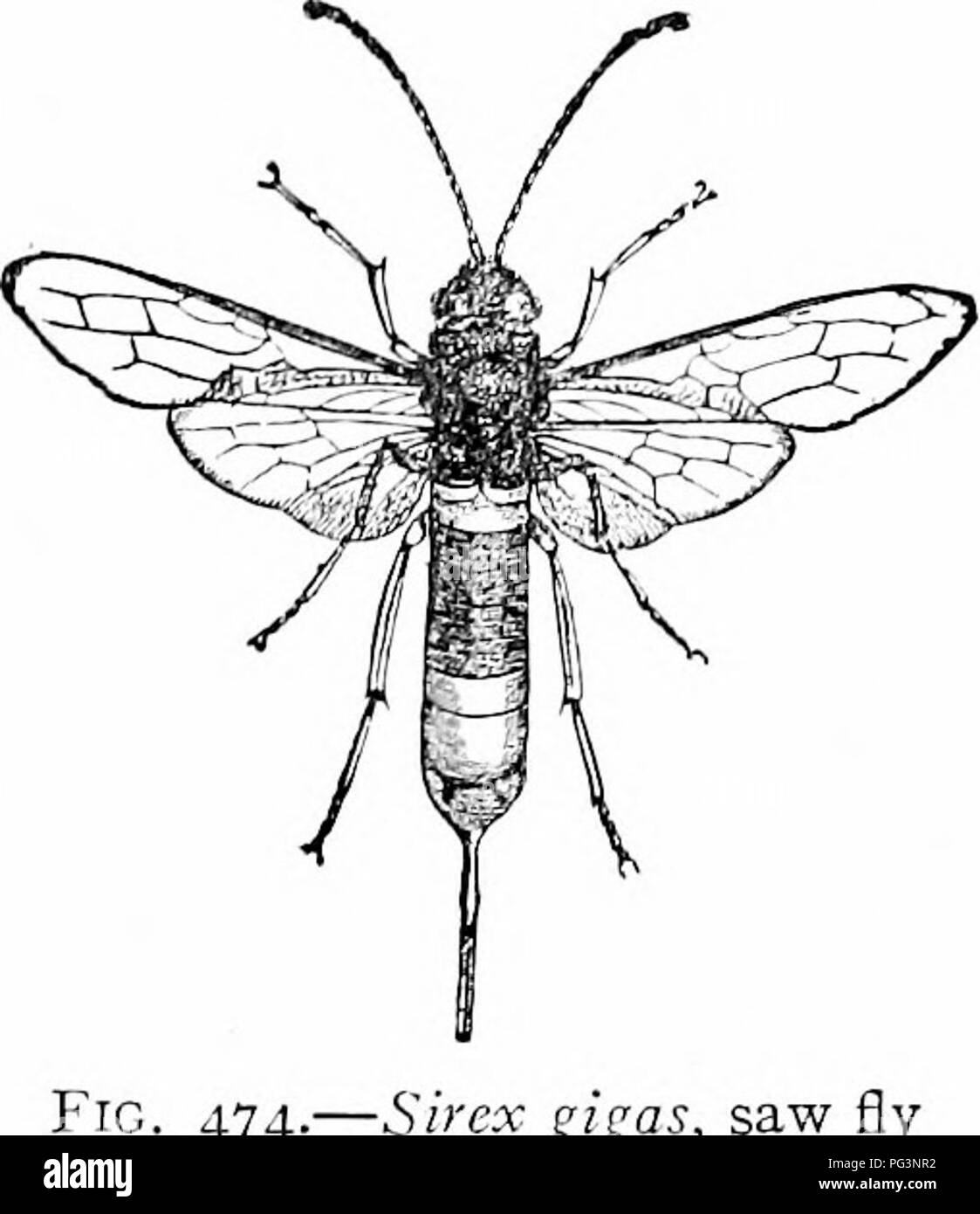 . A manual of zoology. Zoology. IV. INSECTA: HEXAPODA, HYMENOPTERA 425. 474.—Sirex gigas, saw Sy (after Taschenberg). exceeds the (&gt;thcr thoracic somites, so that these, especially the prothorax, seem but parts of the strong mesothorax. Besides, the first abdominal ring unites to the thorax so intimately in the Entophaga and Aculeata as to seem part of it. The constriction which then separates thorax and abdo- men comes between the first and second abdominal somites, and when the second (petiole) is elongate the stalked abdomen, familiar in the wasps, results. The sexes are distinguished by Stock Photo