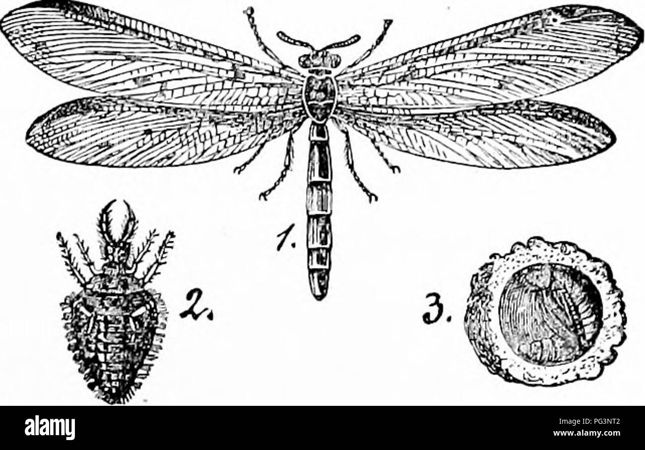 . A manual of zoology. Zoology. IV. INSECTA: HEXAPODA, NEUROPTERA 421 Order III. Orthoptera. Like the Archiptera these are hemimetabolous (a few ametabolous) and the mouth parts (fig. 444) are fitted for biting, the mentum cleft. On the other hand, the wings have lost the delicate membranous character and have become more parchment-lilce, the fore wings being smaller and serving as covers for the larger, softer, and folded hind wings, which are the organs of flight; the condition in these respects recalls somewhat the Coleoptera. The abdomen bears cerci and frequently stylets. In internal anat Stock Photo