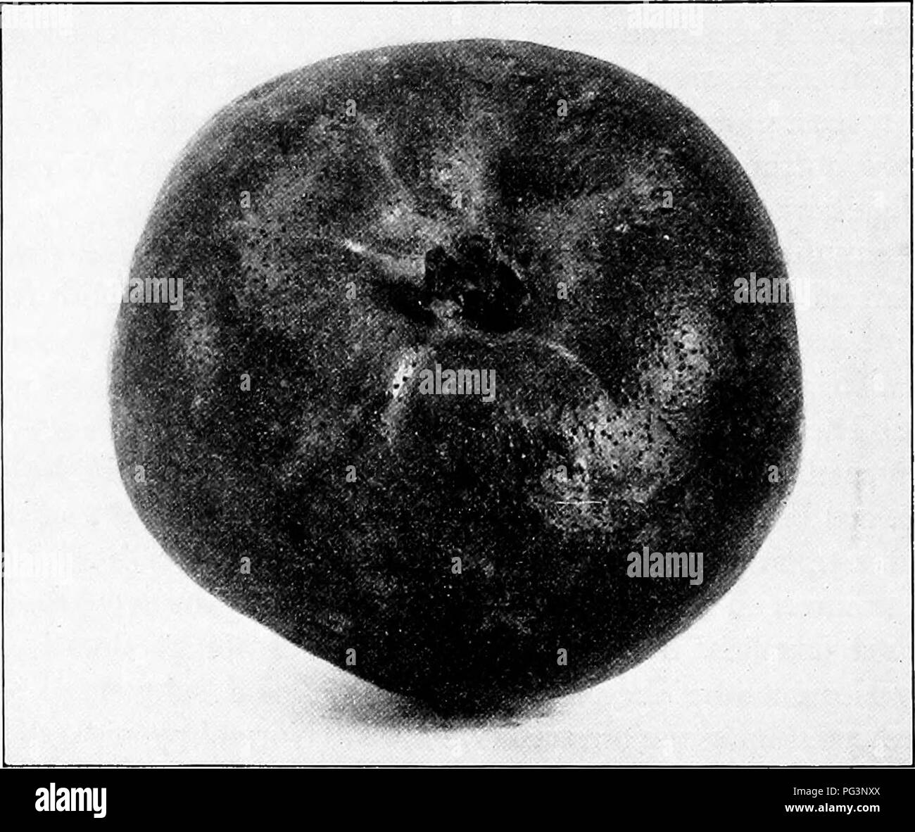 . Fungous diseases of plants : with chapters on physiology, culture methods and technique . Fungi in agriculture. 350 FUNGOUS DISEASES OF PLANTS XLVI. BLACK ROT AND CANKER OF POMACEOUS FRUITS Sphceropsis Malorum Pk. Halsted, B. D. The Black Rot of the Quince. N. J. Agl. Exp. Sta. Bulk. 91: 8-10. 1892. Paddock, Wendell. The New York Apple-tree Canker. N. Y. Agl. Exp. Sta. Built. 163: 331-360. ph. 28-33. l899- Paddock, Wendell. Ibid. (Second Report) N. Y. Agl. Exp. Sta. Built. 185: 205-213. 1900. Habitat relations. Under the specific name given above a fruit decay of apples, quinces, and pears h Stock Photo