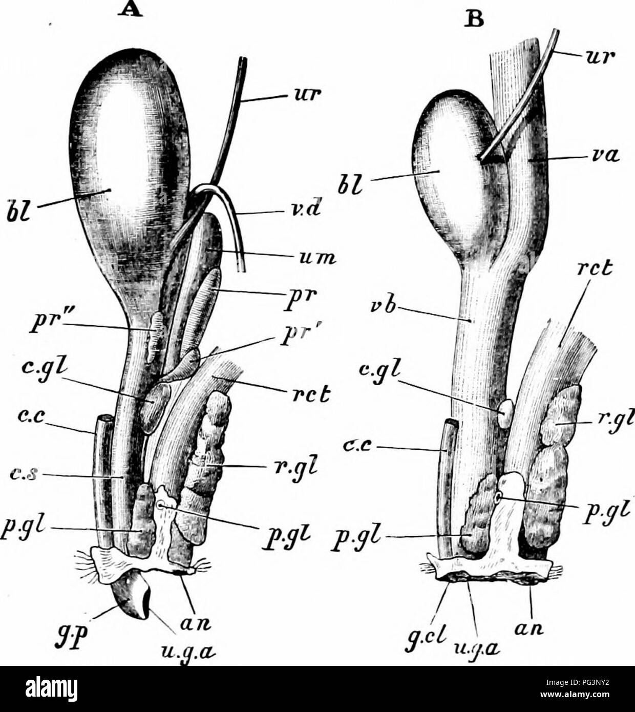 Corpus spongiosum hi res stock photography and images Alamy