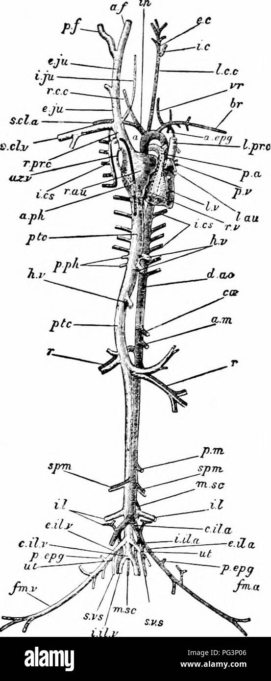 . A manual of zoology. . l.lt.t Fig. 307.—LepuS Cuniculus The vascular system. The heart is somewhat dis- placed towards the left of the subject: the arteries of the right and the veins of the left side are in great measure removed a, arch of the aorta; a. epg, internal mammary artery; a. ft anterior facia! vein: a. m, anterior mesenteric artery; a. p/i, anterior phrenic vein; az. v, azygos vein; Br, branchial artery; c. il. a, common iliac artery; etc, cceliac artery ; d. no, dorsal aorta; e. e, external carotid artery; e. il. a, external iliac artery; e. il. v, external iliac vein: e. jn, ex Stock Photo
