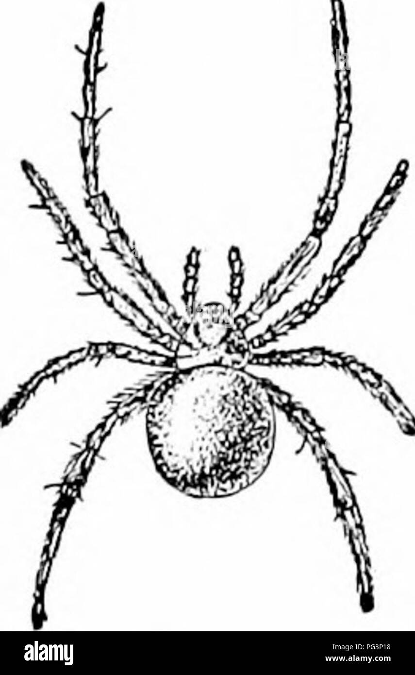 . A manual of zoology. Zoology. Fig. 426.—Epelra insularis* round- web spider (after Emertcn).. Please note that these images are extracted from scanned page images that may have been digitally enhanced for readability - coloration and appearance of these illustrations may not perfectly resemble the original work.. Hertwig, Richard, 1850-1937; Kingsley, J. S. (John Sterling), 1854-1929, ed. and tr. New York, H. Holt Stock Photo