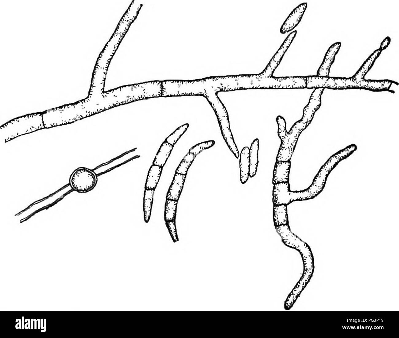 . Fungous diseases of plants : with chapters on physiology, culture methods and technique . Fungi in agriculture. 3i8 FUNGOUS DISEASES OF PLANTS spreads to the stem and leaves. Entrance to the tubers is gained, therefore, as a rule, through the stems upon which they are borne. The vascular system of the host plant is discolored, al- though frequently the tubers are not seriously injured externally until after they are gathered. In storage, however, the fungus progresses rapidly, blackening the vascular ring. At this stage the disease is only made apparent in the tubers by cutting them crosswis Stock Photo