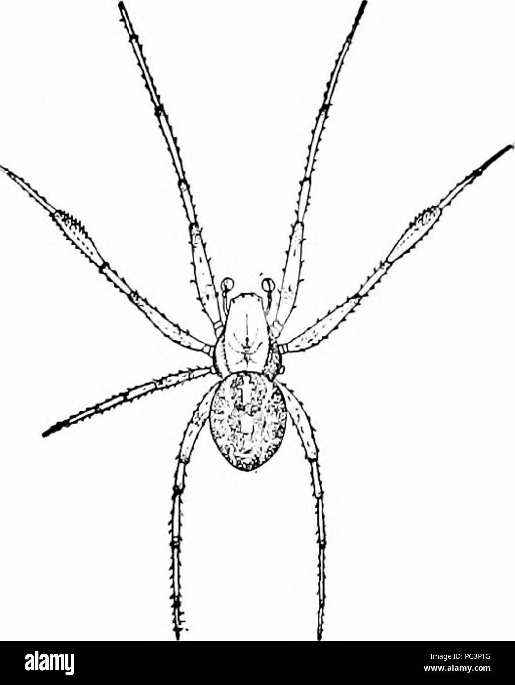. A manual of zoology. Zoology. II ACERATA: ARANEINA 39; Legion II. Spliarogaslrida. Arachnida with the abdominal somites fused so that no traces of seg- mentation remain. Order I. Araneina. In the spiders the soft-skinned body is divided by a deep constriction into cephalothorax and abdomen (fig. 426). The four pairs of legs are adapted for springing or for walking, the hinder pair being also accessory to the spinning. It bears a comb-like claw with which several threads are combined into a stronger cable. The chelicera bears a sharp claw (fig. 419), traversed by the duct of the poison gland  Stock Photo