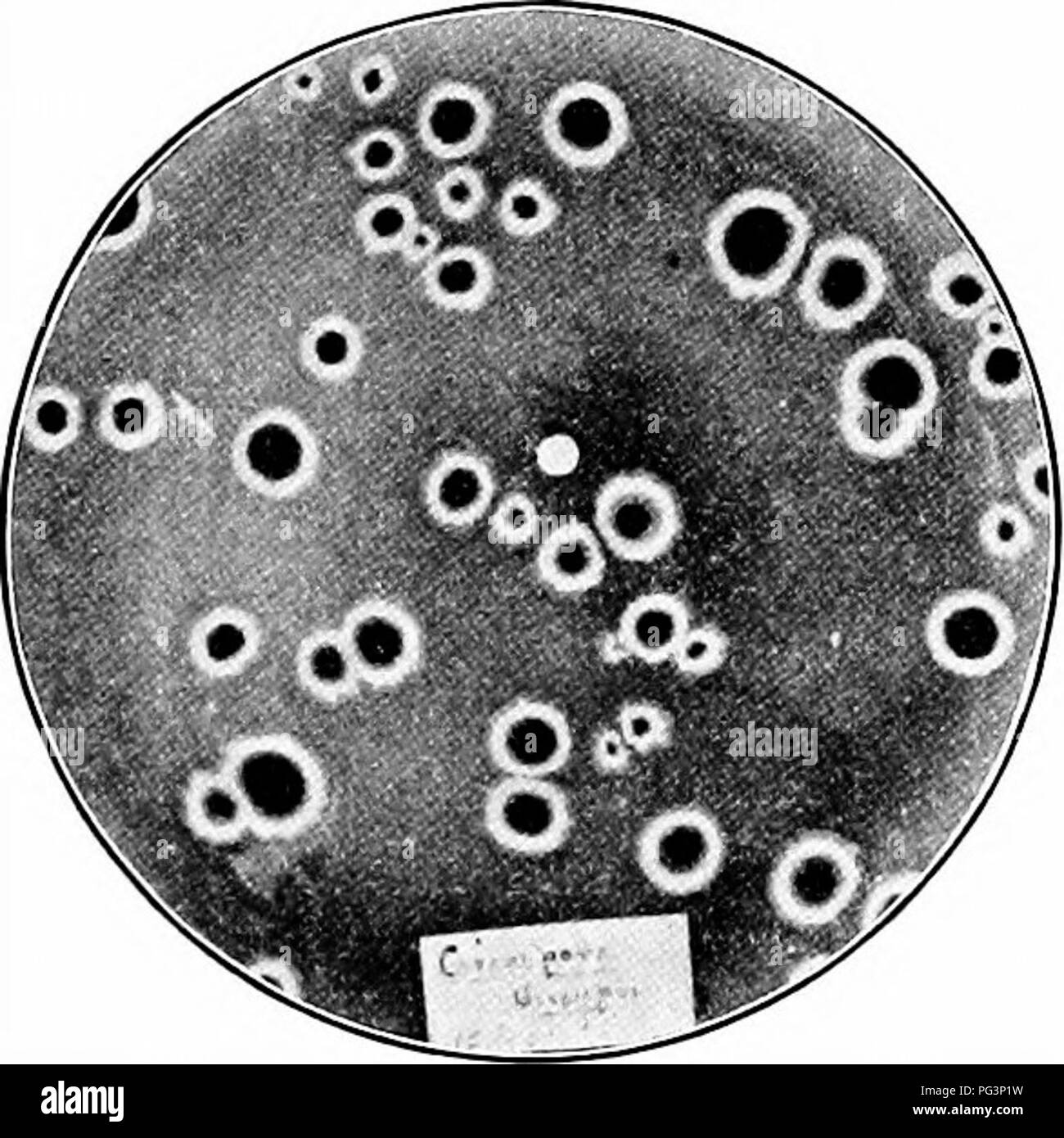 . Fungous diseases of plants : with chapters on physiology, culture methods and technique . Fungi in agriculture. 3H FUNGOUS DISEASES OF PLANTS. Fig. 146. Cercospora Gossypina: an Isolation Culture XX. CERCOSPORA: OTHER SPECIES Parallel cultures on diverse culture media of a number of species on related hosts would be of special interest. As in the case of Phyllosticta, subse- quently discussed, numerous leaf spots are produced by members of this genus Cerco- spora. Very few cross inocula- tions have been made, and little is really known concerning the limitations of species. When the host pla Stock Photo