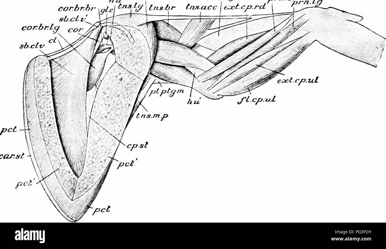 a Wing and pectoral girdle bones of a pigeon (Columba sp.), with the