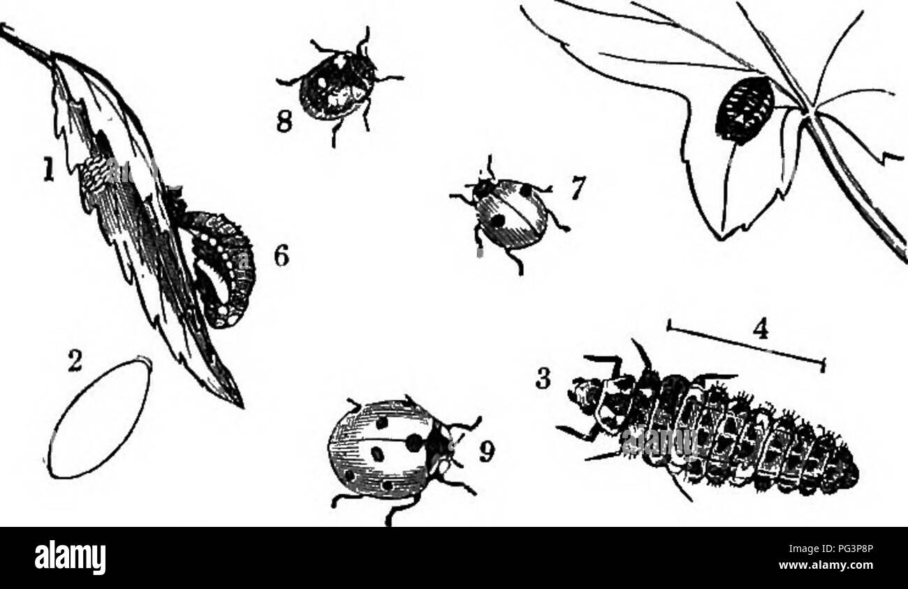 . A text-book of agricultural zoology. Zoology, Economic. 130 COLEOPTEEA OR BEETLES. other large ones by tlie eight black spots on the elytra being sur- rounded with a yellowish band. The genus Scymnus, another group of CoccinellidsB, also do much good by devouring scales. A minute black lady-bird (Scymnus minimus) has been recorded by Miss Ormerod as feeding on plant-lice and red-spiders as well. These useful beetles lay their creamy-white eggs (1) in the spring upon a variety of plants. They are deposited in groups closely applied together, and hatch out into the larvse in from ten to fiftee Stock Photo