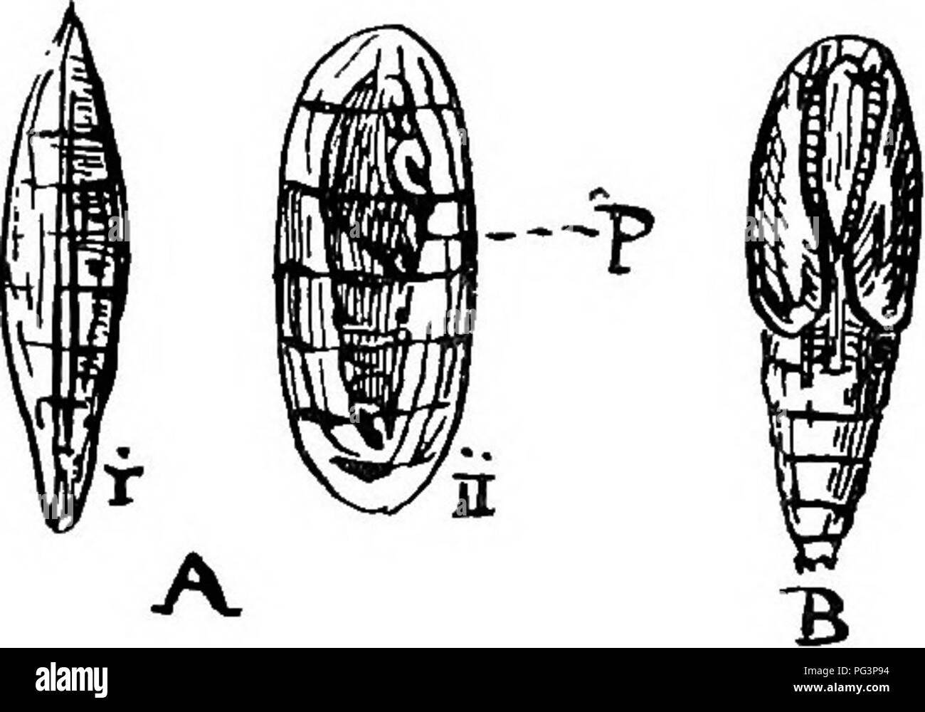 . A text-book of agricultural zoology. Zoology, Economic. 124 INSECTA OR HEXAPODA. undergo a complete metamorphosis is different to that of the adult. Fig. 54: shows the digestive tract of the larva of one of the Daddy Long-legs {Tipula), which will be seen to be of quite a different type to that given in fig. 34. There are consider- able differences in the digestive tract of insects. We shall observe much variation in the length of larval life when study- ing this group: some larvse live only a few days; others, as the Wireworm, as much as three or four years. Eventually the &quot; full-feed  Stock Photo