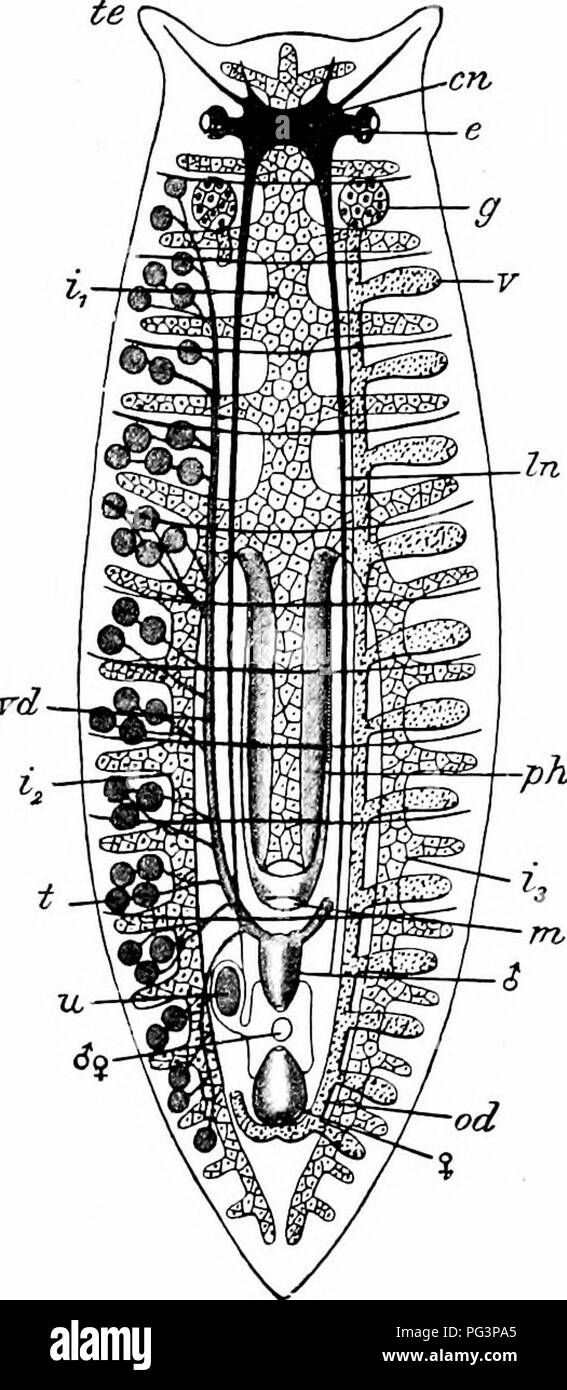 . A manual of zoology. PHYLUM PLATYHELMINTHES 137 are no cilia on the surface, and a well-developed enteric canal is always present. A remarkable series of metamorphoses, such as that which has been de- scribed in the liver-fluke, is characteristic of the internally parasitic forms; in the ectoparasitic or externally parasitic Tre- matodes development is direct, the young animal when it escapes from the egg differing little from the adult except in size. 2. THE TUHBELLAKIA The Turbellaria are a class of flat-worms which, though for the most part non-parasitic,resemble the Trematodes very close Stock Photo