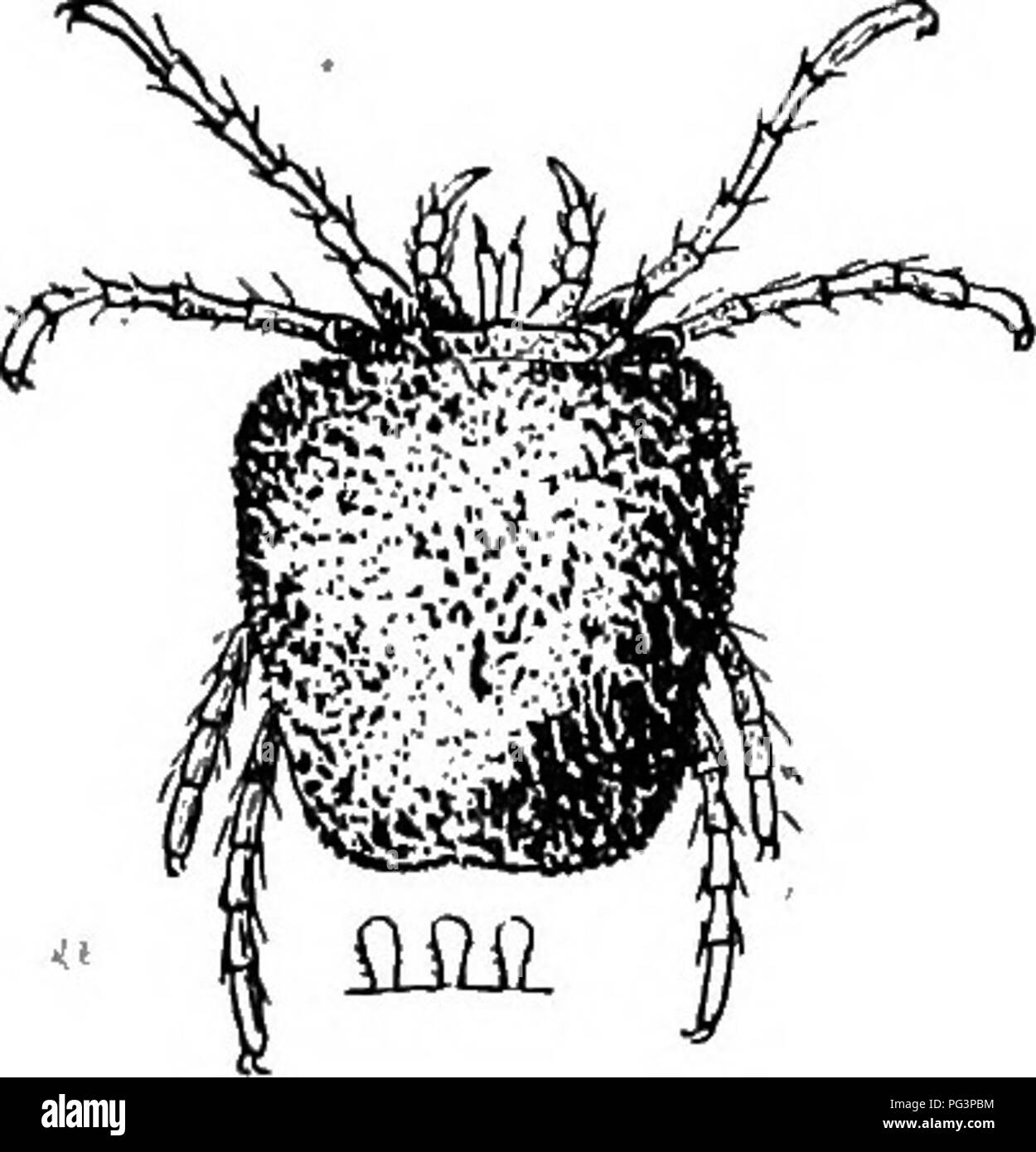 . A text-book of agricultural zoology. Zoology, Economic. 106 ACAEINA OK MITES. red-spider of fruit, the Bryohia pruni, can thus be readily seen to be acari and not araneida. Nearly all acari produce ova : some few are, however, parthenogenetic, and produce living young. The following are the groups of some importance to the farmer and gardener:— (i) Trombididce, the so-called Spinning Mites or Eed-spiders. These are found on the leaves of plants, and constitute the group Tetranychi (fig. 42), which can be told by their small size and usually semi-transparent bodies, sometimes however tinged w Stock Photo