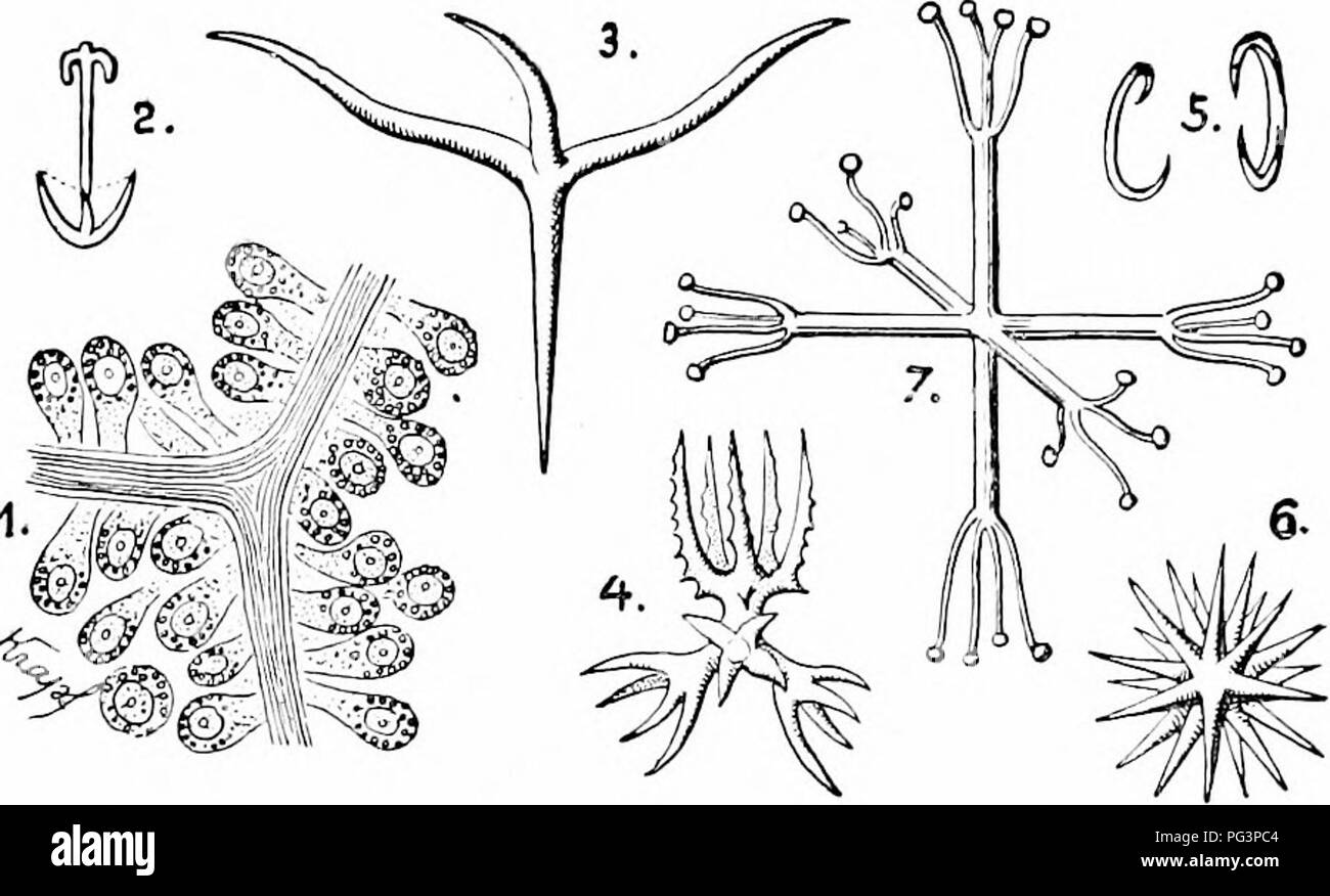 . A manual of zoology. Zoology. SILICISPONGI/E 205 glass sponges)—have