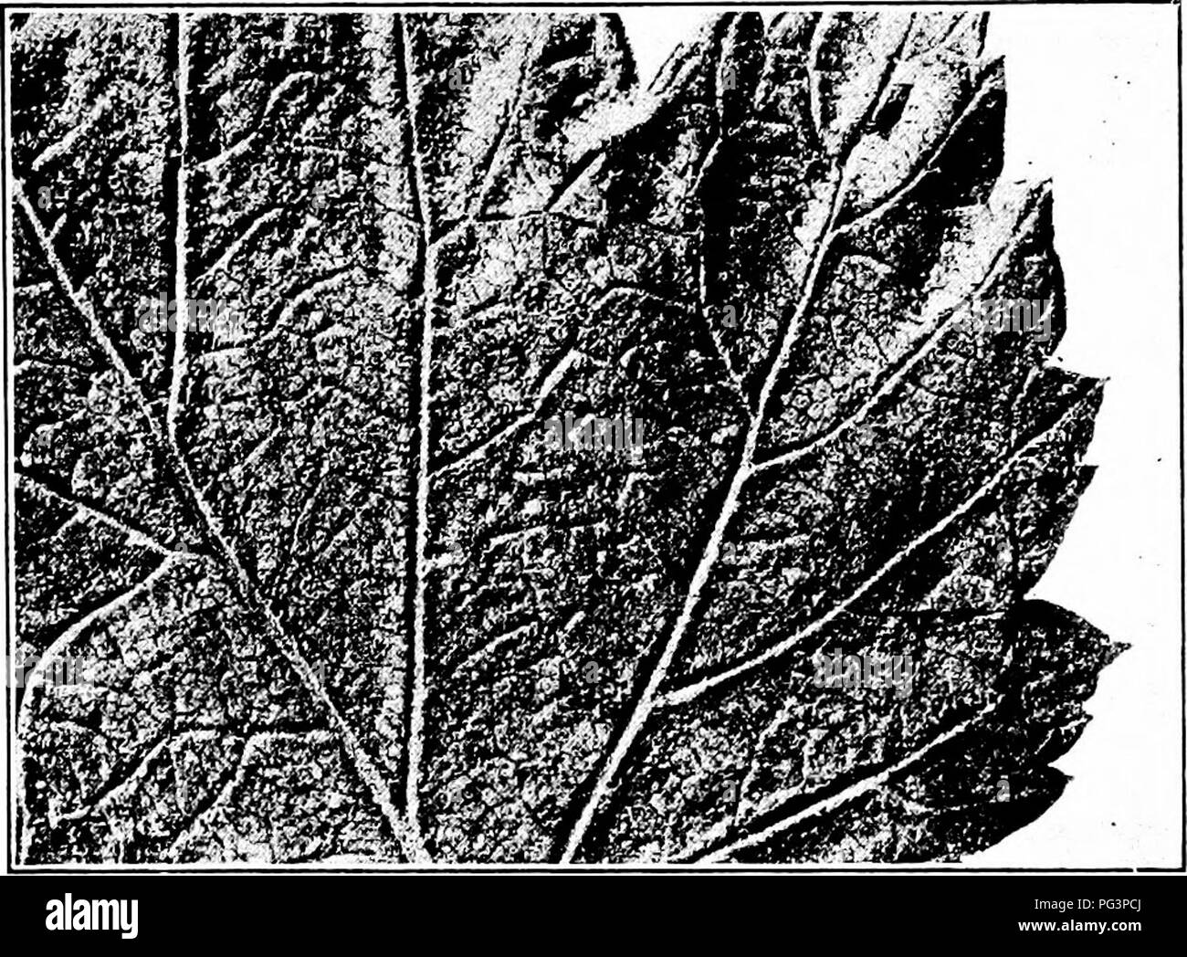 . Manual of fruit diseases . Fruit. 214 MANUAL OF FRUIT DISEASES The disease may first be observed on the white pine (Fig. 57) in the spring from April to early June. The stem or branches are often girdled and the portion above dies. Most young trees die in a relatively short time; others live for some time, but even old stems fuially succumb, the tree eventually break- ing at the lesion. The disease in its early stages shows peculiar. Fig. 5.5. — European currant-rust; uredinia on lower surface of black currant leaf. fusiform, or spindle-shaped, swellings which taper upward. These are usually Stock Photo