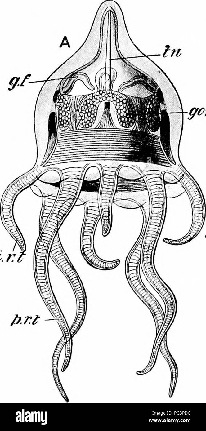 Phylum cnidaria jellyfish Black and White Stock Photos & Images - Alamy