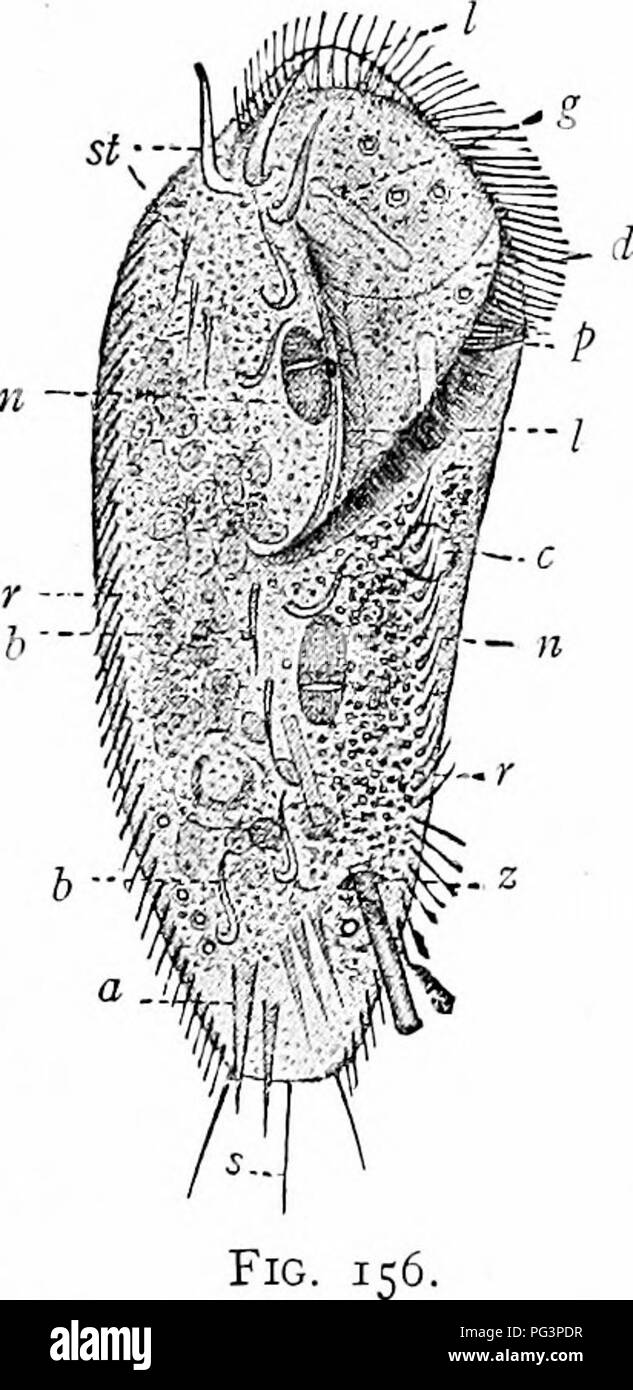 . A manual of zoology. Zoology. IV. CILIATA: HTOTRICHA, SUCTORIA 197 folding in the anterior end. Vorlicella* is solitary; Carchcsiiinr' forms colonies with branched stalks; Zoothamnion/' colonies imbedded in a common jelly; Epistylis* (fig. 52), branched colonies with rigid stalks. The fantastic Ophryoscohx, Cydoposthium, etc., are parasites in the stomach of ruminants. Order IV. Hypotricha. In this order the body is more or less flattened and ventral and dorsal sur- faces are differentiated. The back lacks cilia, but often bears spines and bristles. On the ventral side are several longitudi Stock Photo