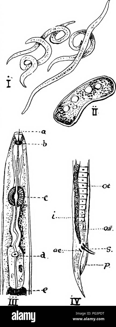 . A text-book of agricultural zoology. Zoology, Economic. EELWORMS. 71 for a curious disease in the hop known as &quot; nettle- head &quot; : they are there not as parasites but as sap- rophytes. Fermentations are also produced by some Anguillulidae, such as by the Vinegar- and Paste- worms. By far the greater number live free in damp earth and in water. Eelworms are very min- ute worms, with very thia skins, and lay only a few comparatively large eggs, which undergo rapid de- velopment. Parasitic and saprophytic forms can be told by the presence of a curious mouth - spine. This structure, fou Stock Photo