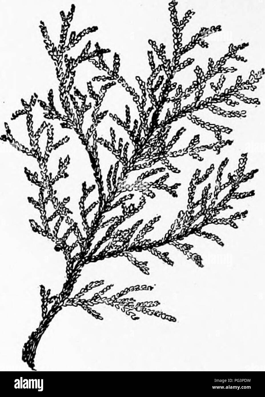 Cedar tree leaves Black and White Stock Photos & Images - Alamy