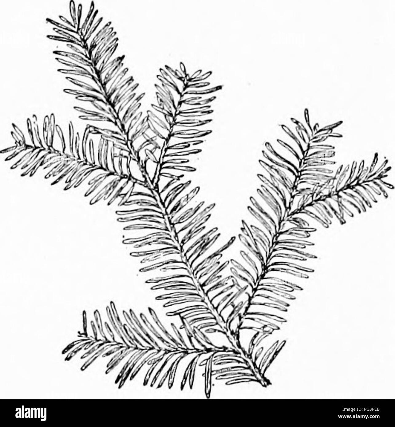 Elementary Woodworking Woodwork Trees The Evergreens 119 For