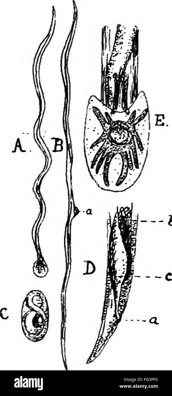 . A text-book of agricultural zoology. Zoology, Economic. STEONGYLID^ OR PALISADE-WORMS. 61 Groups of Nematodes.—The groups or families of Nematodes of importance to the agriculturist are— (i) The StrongylidcB or Palisade-worms, (ii) The Trichotrachdidm or Whip-worms, (iii) The Ascaridm or Eoimd-worms. (iv) FUaridcB or Thread-worms ; and (v) The AnguillulidcB or Eelworms The first four groups live as parasites upon animals, the last group lives upon plants. SlBONGYLIDiB OR PaLISADB-WORMS. These worms produce many complaLats in animals, are elongated and spindle-shaped, the anus being placed ne Stock Photo