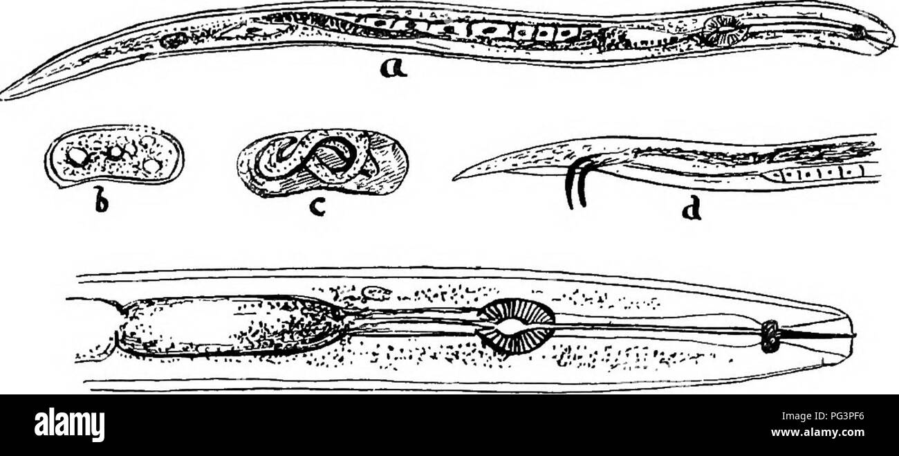 . A text-book of agricultural zoology. Zoology, Economic. 60 NEMATODE WORMS. moults precede the adult stage. The simplest form of develop- ment is where the embryo, enveloped still in its egg-membrane, is transported, passively, in the food to the host (Oxyuris). In the Asaaridce the embryo, which is provided with a boring tooth, may pass sometimes into an intermediate host, by which it is transported with its host in food and water into the second host, where it will become sexually mature. The food of Nematodes which are parasitic consists of the organic juices of the body. They nearly all s Stock Photo