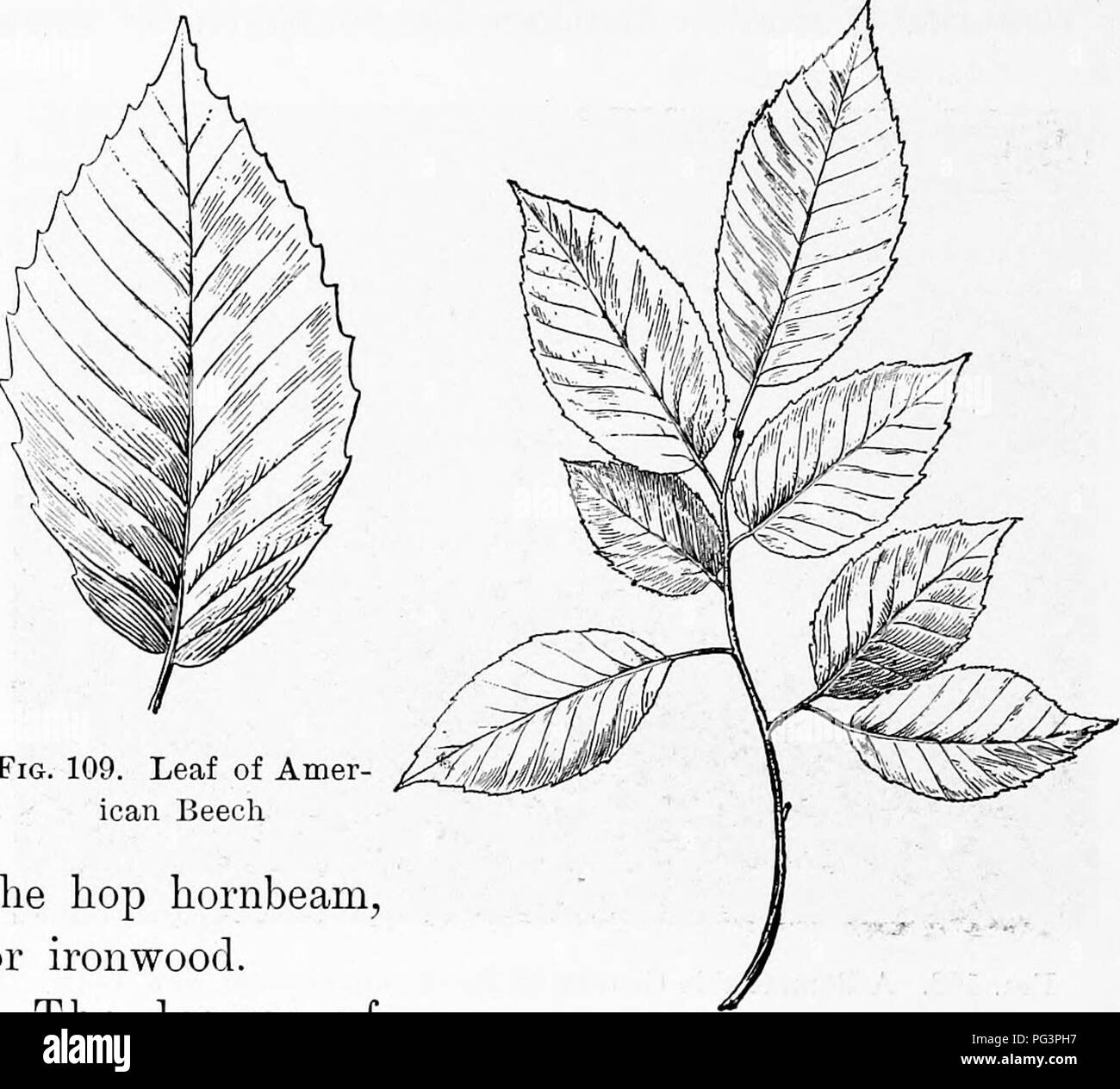 . Elementary woodworking. Woodwork; Trees. 100 ELEMENTARY ^VOODWORKING