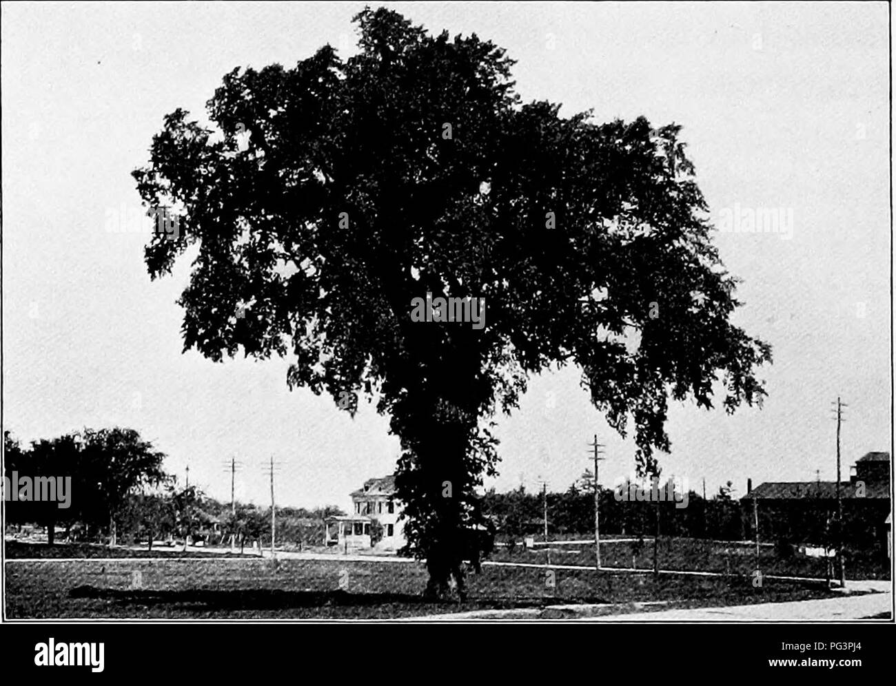 . Elementary woodworking. Woodwork; Trees. CHAPTER IX BROAD-LEAVED TREES HAVING SIMPLE LEAVES 46. The Elm. The elm is the well-known shade tree of New England. Its tall, graceful form is familiar to. Fir.. 103. The American Elm every visitor and native of that section of country, where it is found along every roadway and in every city. Who can think of New England without its noble elms ? It would indeed be a different country. The 94. Please note that these images are extracted from scanned page images that may have been digitally enhanced for readability - coloration and appearance of these  Stock Photo