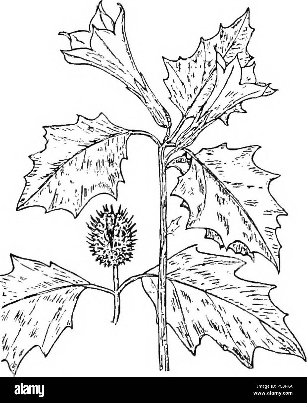 . Botany for agricultural students . Botany. Fig. 440. — A portion of a Tomato plant bearing flowers and fruits, and also a flower enlarged to show the structure of the flower. dodendrons and Heathers. The Traihng Arbutus (Epigaea), which is the favorite spring flower wherever it grows, and the Madrona, one of the most beautiful trees of the Pacific coast, belong to this family. Sweet Potato Family (Convolvulaceae). — The plants of this family are chiefly trailing or twining herbs. Their flowers, as those of the Morning Glory illustrate, are often quite showy. They have five stamens, and their Stock Photo