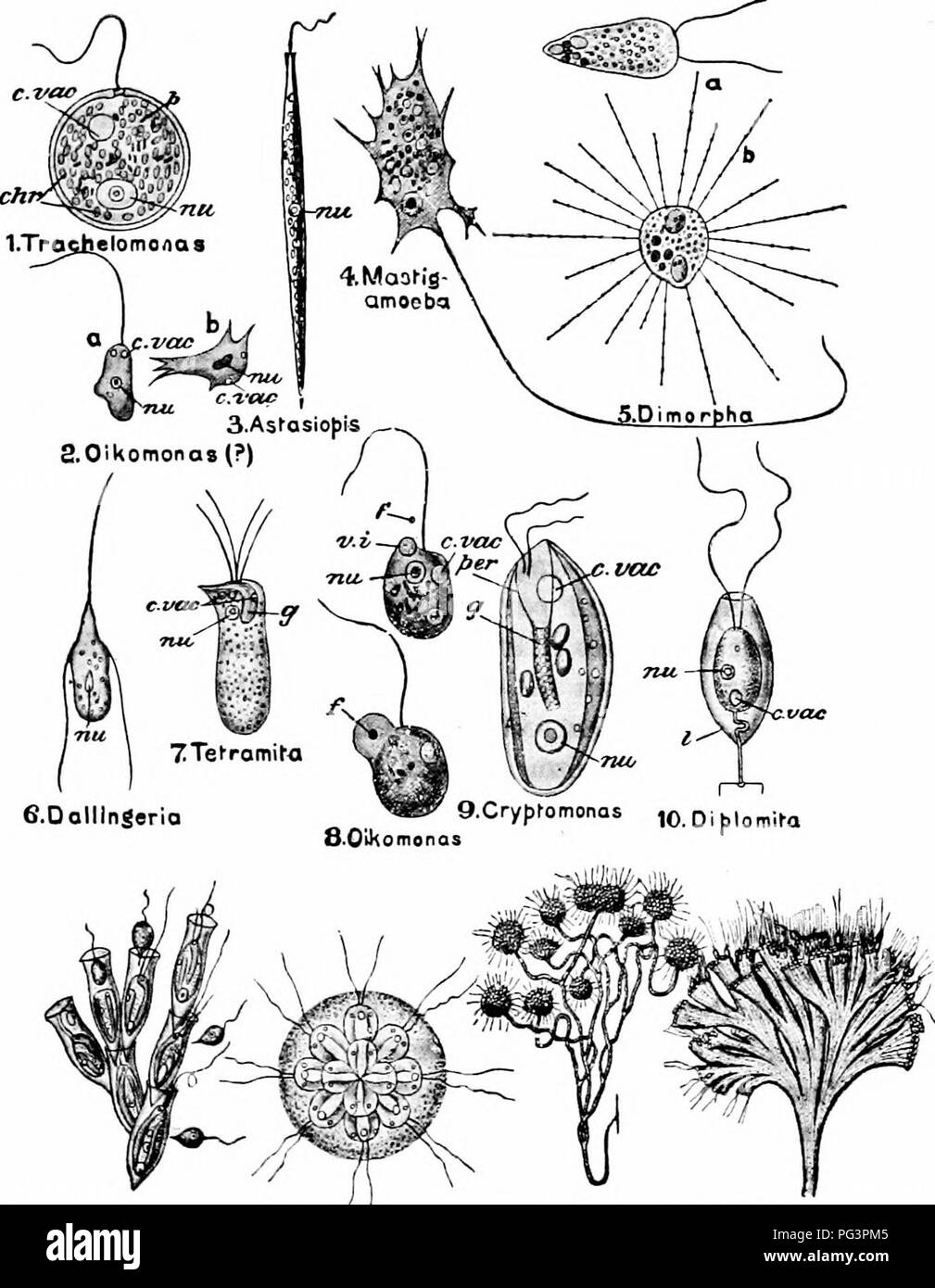 . A manual of zoology. . It.Dinobryon 12.Syncryf&gt;ra 13.Anhho^hysa H.Rhit&gt;idodendron Fig. 13.—Various forms of Mastigophora. In.', flagellate (a) and amoeboid (b) phases are shown; in 5, flagellate (a) and heliozoan (6) phases; in 8 are shown two stages in the ingestion of a food particle {f} chr, chromatophores; c. vac, contractile vacuole; /, food particle ; g, gullet; rut, nucleus; /, lorica; /, protoplasm; per, peristome; 7'. t, vacuole of ingestion. (Mostly from Biit- schli's Protozoa, after various authors.) 37. Please note that these images are extracted from scanned page images t Stock Photo