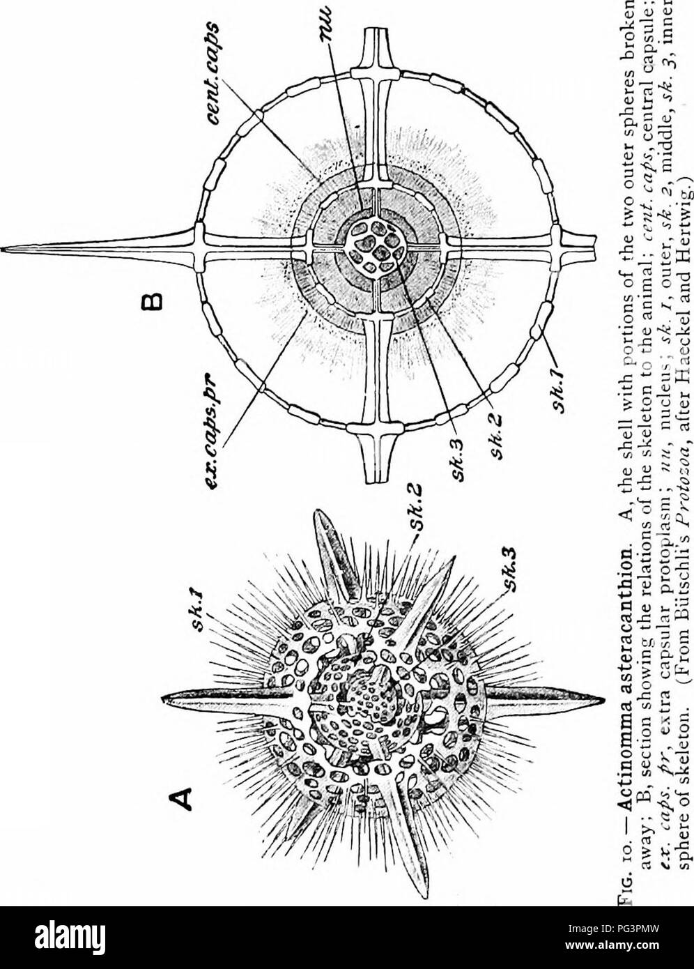 . A manual of zoology. 32 MANUAL OF ZOOLOGY Radiolaria which give rise ...