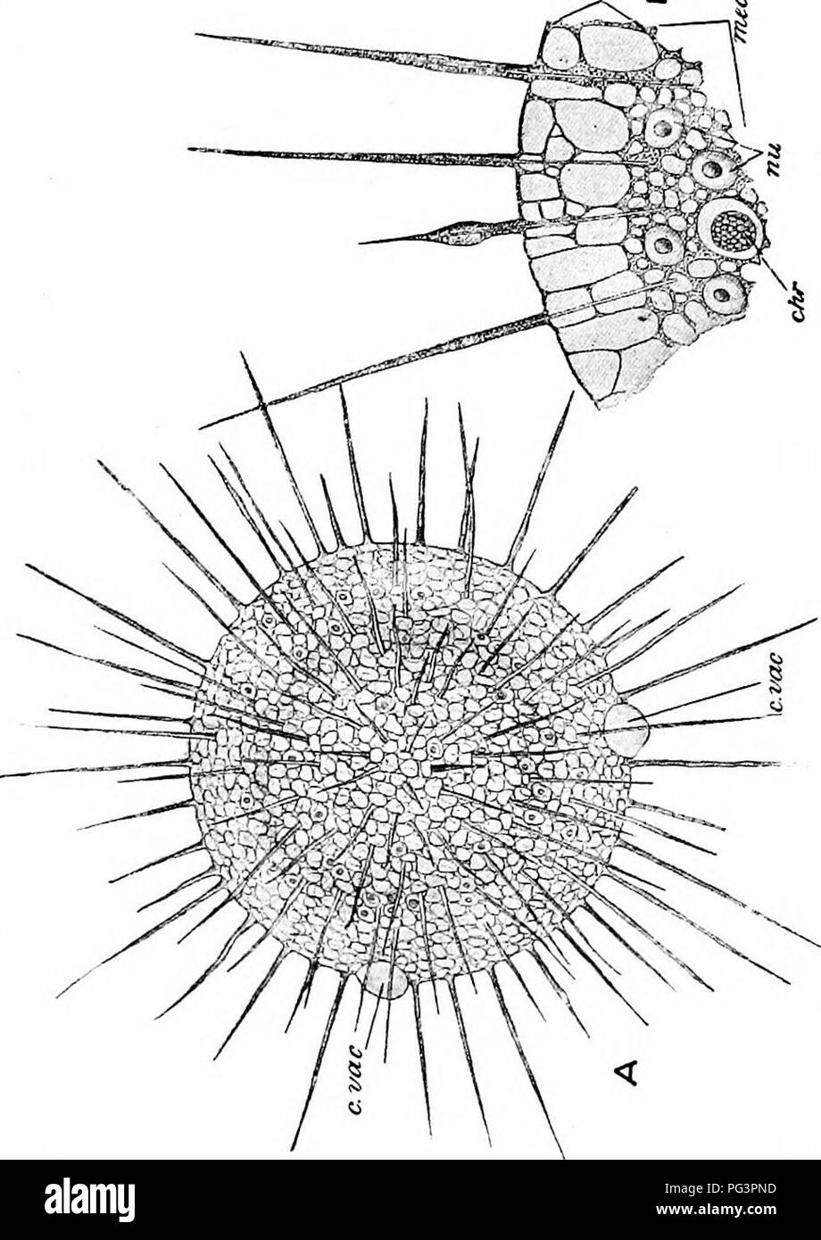 . A manual of zoology. PHYLUM PROTOZOA 27 of being comparatively short and thick, as in Amoeba and in the other Lobosa, or extremely delicate, flexible, and thread- Â£ CD **s. e-B a E 3 u - â 5 S lei 6 like, as in the Foraminifera, are slender, but comparatively stiff, and stand out straight from the surface of the sphere in a radiating manner ; they are capable of only very slow. Please note that these images are extracted from scanned page images that may have been digitally enhanced for readability - coloration and appearance of these illustrations may not perfectly resemble the original wo Stock Photo