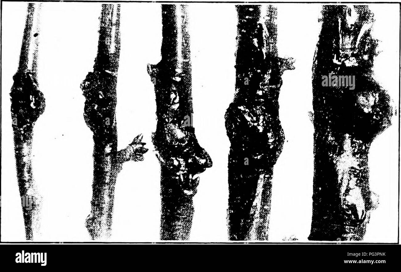 This image illustrates the symptoms of bacterial gummosis on cherry trees, where affected branches may become girdled, causing foliage to yellow, brown, and eventually die. The disease can affect both spurs and buds. It is a common issue in cherry cultivation and can be identified by the characteristic cankers. Stock Photo