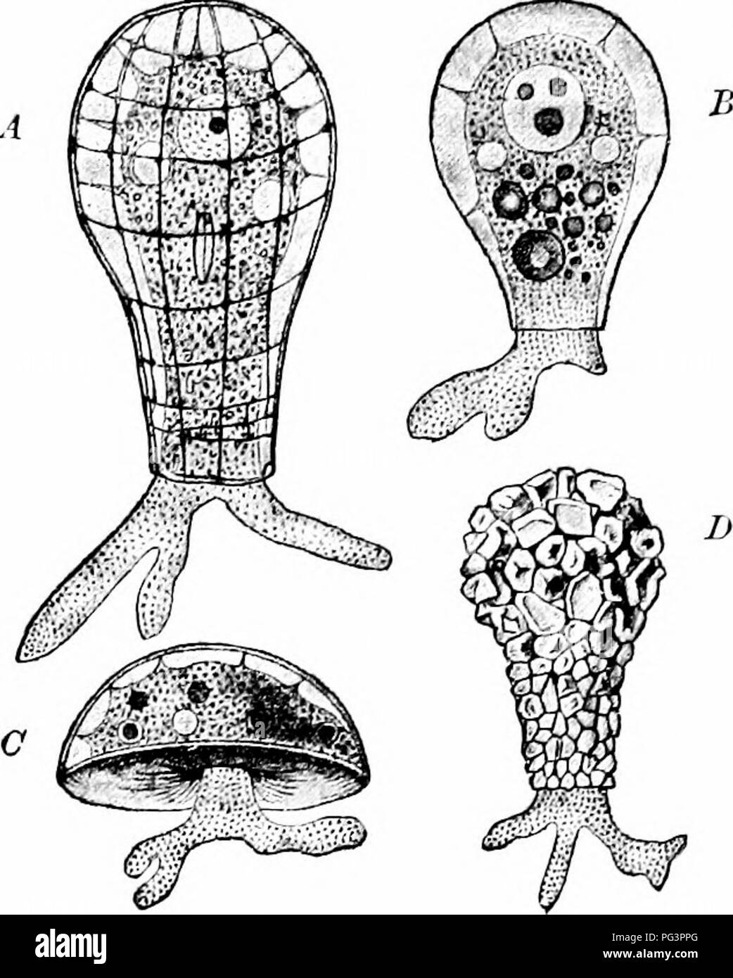 . A manual of zoology. 20 MANUAL OF ZOOLOGY shot. body within the shell (Stokes). An even commoner member of the group is Arcella (Fig. 3, C). Arcella has a shell much wider than that of Difflugia, convex on one side, flat on the other. In the middle of the flat surface is a rounded opening. The shell of Arcella is of a transparent, tough. Fig. 3.—A, Quadrula symmetrica; B, Hyalosphenia lata; C, Arcella vulgaris; D, Difflugia pyriformis. (From Lang's Comparative Anatomy, after Schulze and Wallich.) material, which is said to be chitinoid from the fact that it appears to resemble a substance te Stock Photo