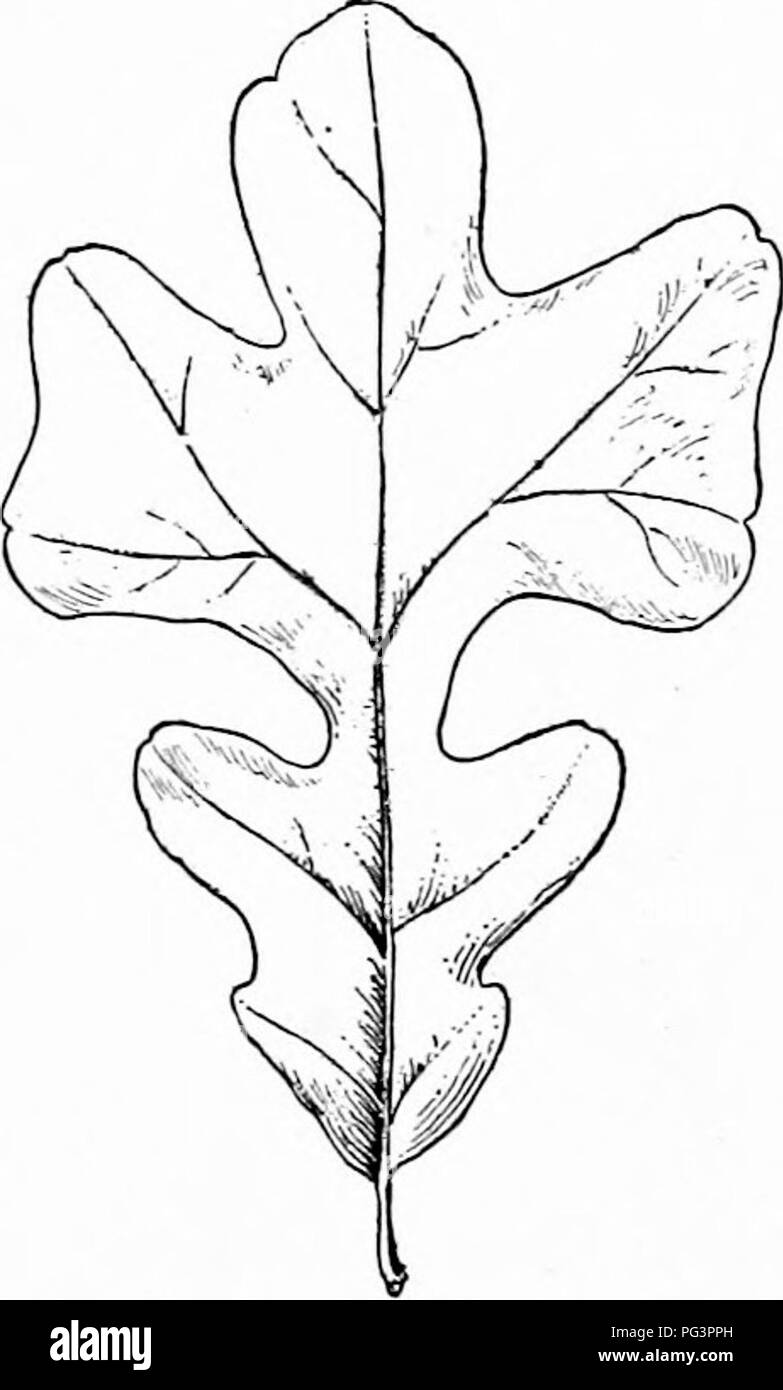 pin oak leaf outline