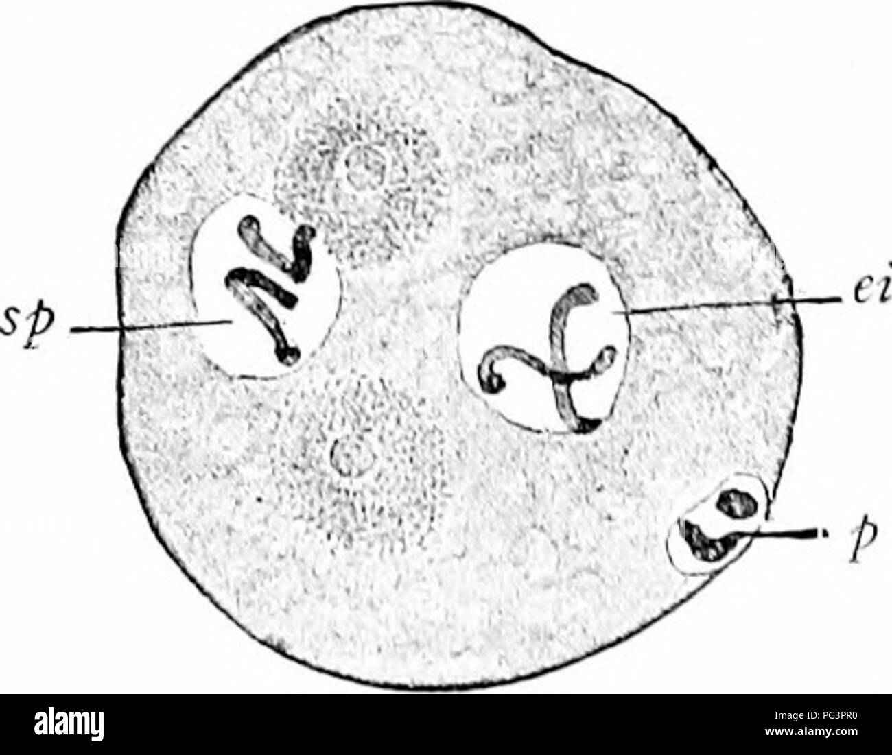 A manual of zoology. Zoology. Fig. 07.—Four stages in the ...
