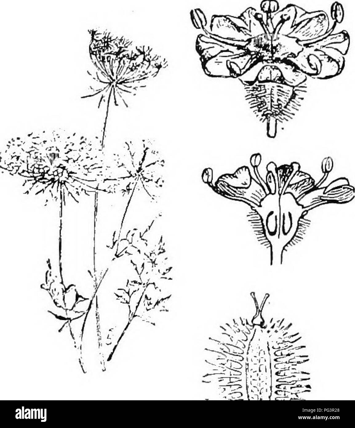 . Botany for agricultural students . Botany. 488 ANGIOSPERMS Parsley Family (Umbelliferae). â The Parsley family com- prises about 1300 species. The small epigynous flowers are borne in umbels, â whence the name of the family (Fig. 436). The stamens and parts of the calyx and corolla are five. The pistil consists of two partly united carpels which separate in the fruit. Carrots, Parsnips, Celery, and Fennel are mem- bers of this family. This family also contains some bad weeds. The poison Hemlock {Conium maculatum) and Water Hemlock {Cituta maculata) are two very poisonous plants, which often  Stock Photo