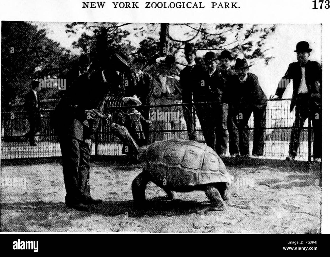 . Popular official guide to the New York Zoological Park. New York Zoological Park. NEW YORK ZOOLOGICAL PARK. GIANT TORTOISE. With a wonderfully rich Chelonian fauna on the western continent to provide for, there is little room to spare for Old World forms, and the temptation to make this col- lection strictly Occidental, is almost too great to be resisted. For the sake of brevity and clearness, only six types have been chosen for special mention. The following species taken together fairly represent the different forms of Chelonians, from the highest to the lowest: The Alligator Turtle, (Macr Stock Photo
