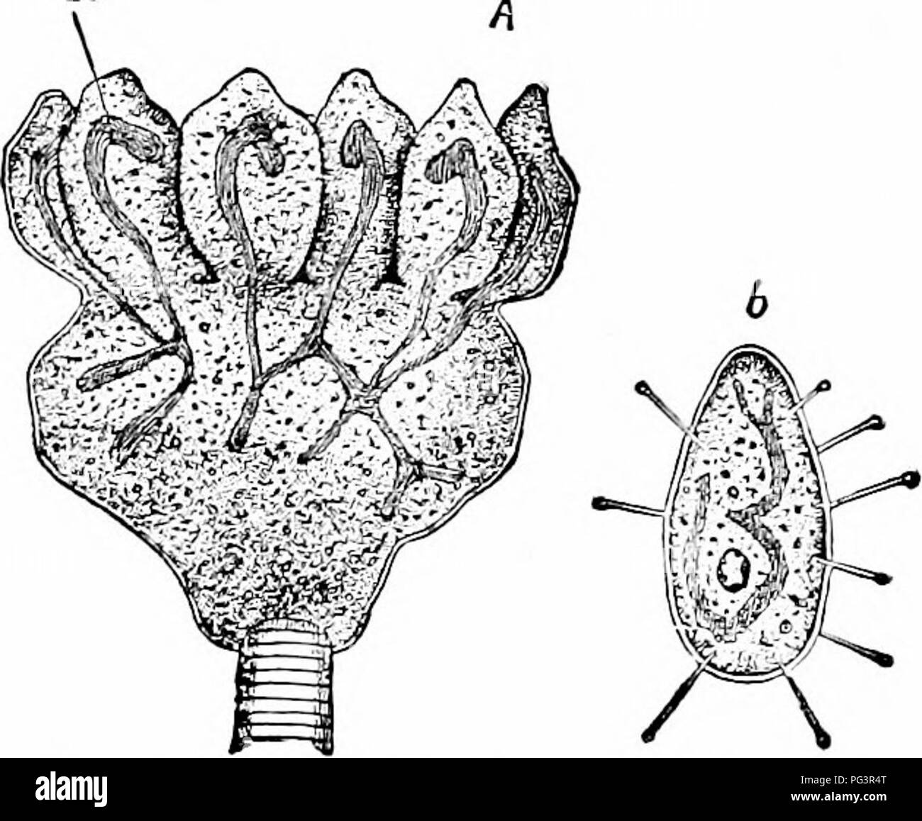 Nucleite This zoological manual describes the anatomy of animals, including the ...